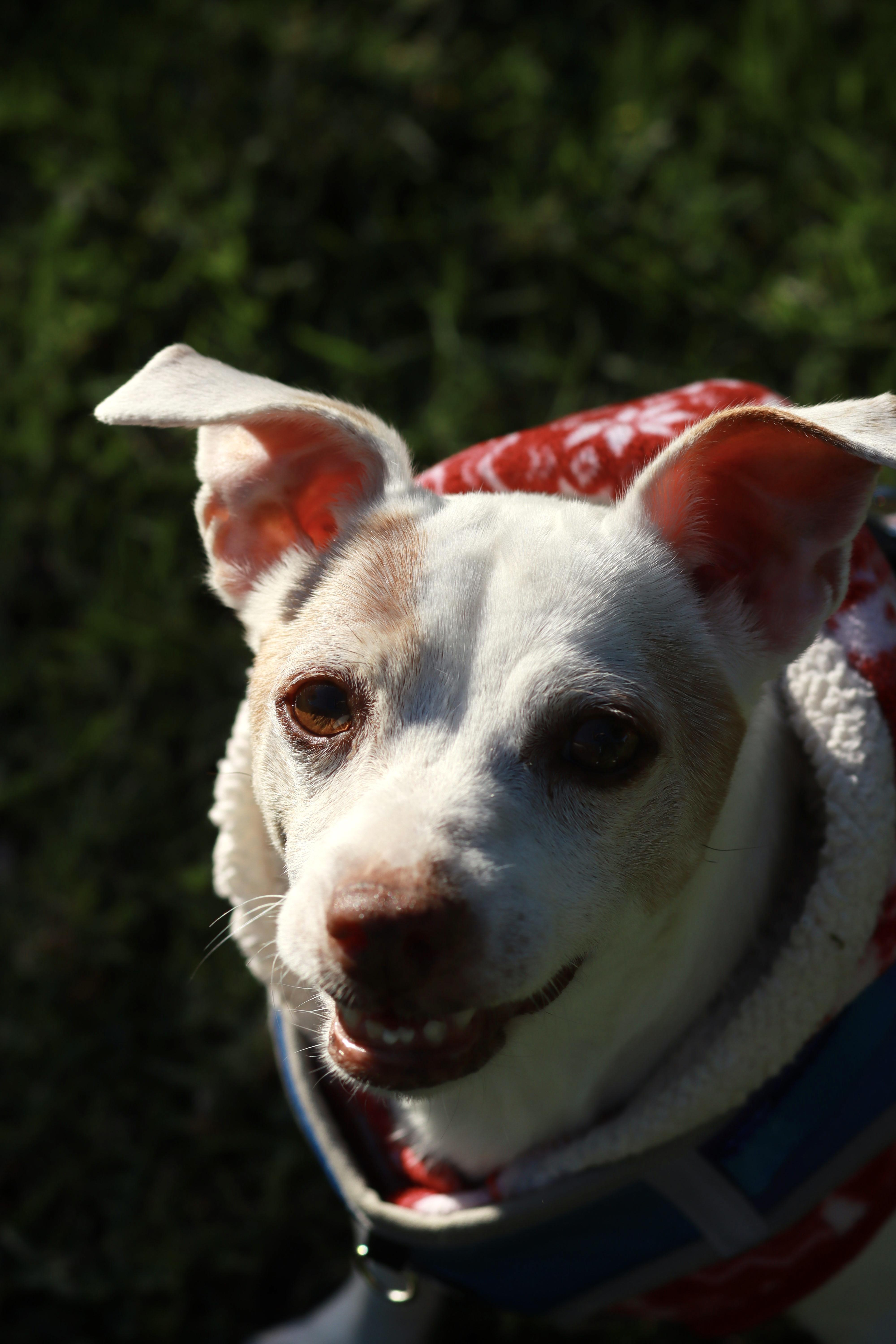 Mushroom, a Adopted mixed breed in West Hollywood, CA image 6/6