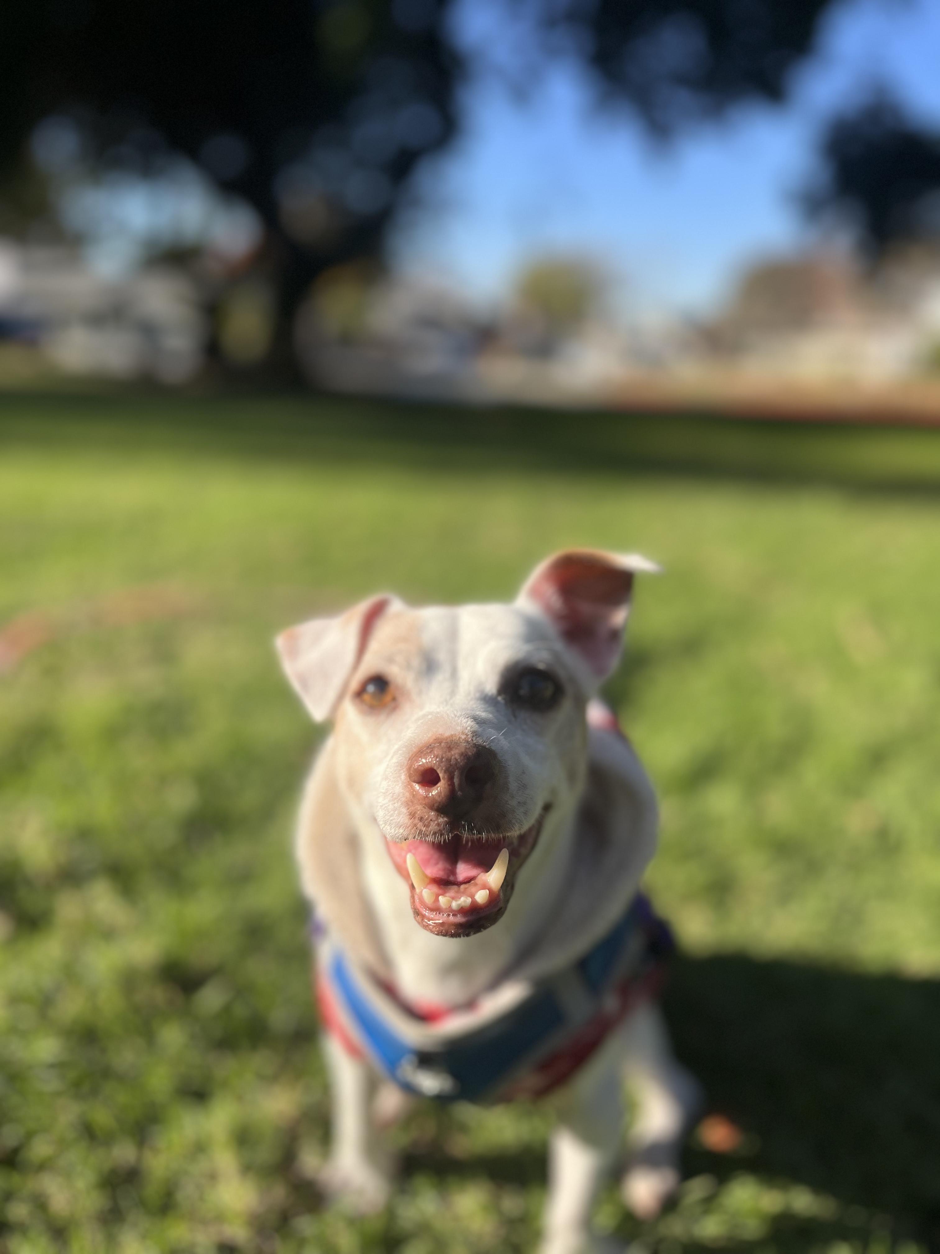 Mushroom, Adopted, Senior Female Chihuahua & Rat Terrier.