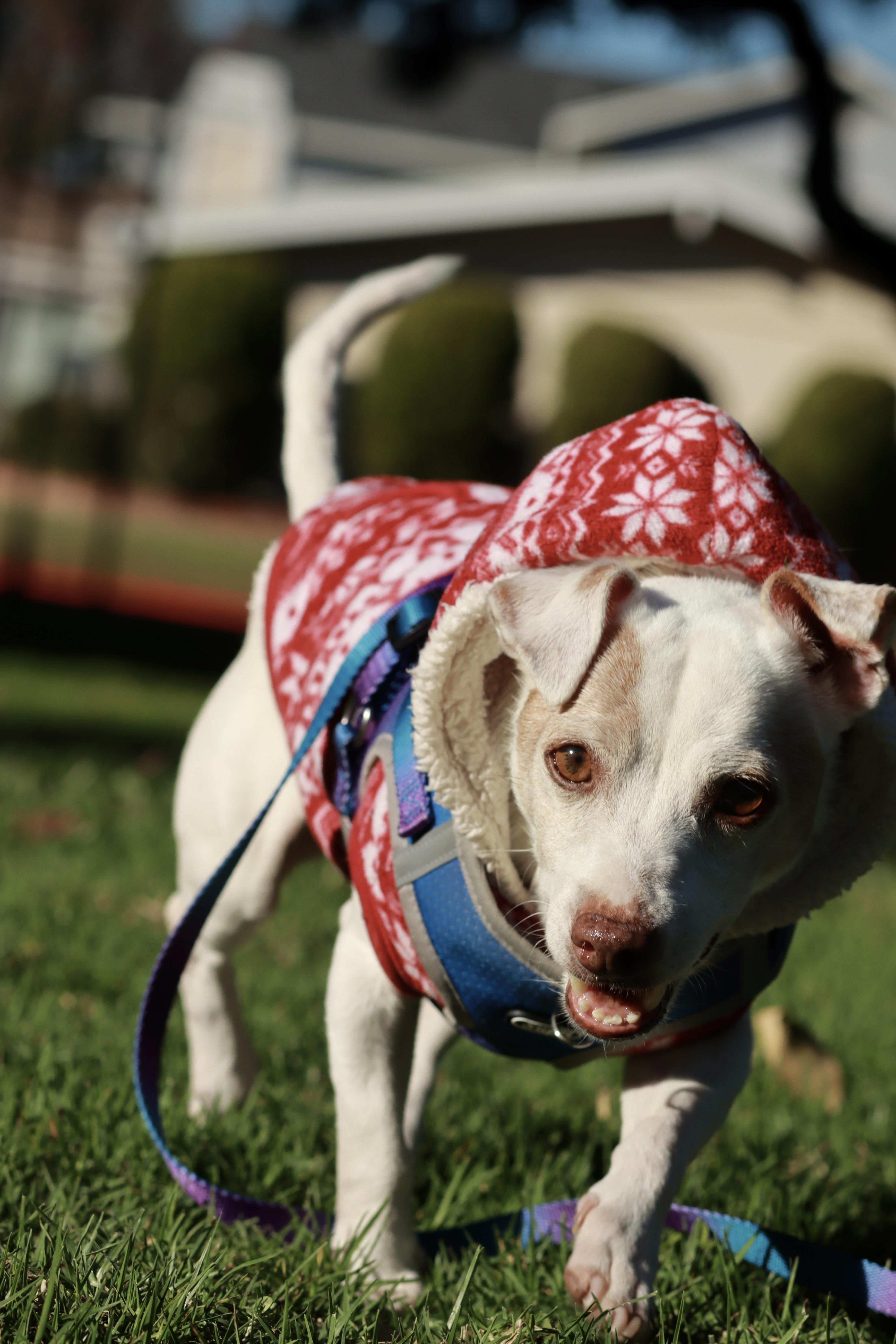 Mushroom, a Adopted mixed breed in West Hollywood, CA image 1/6