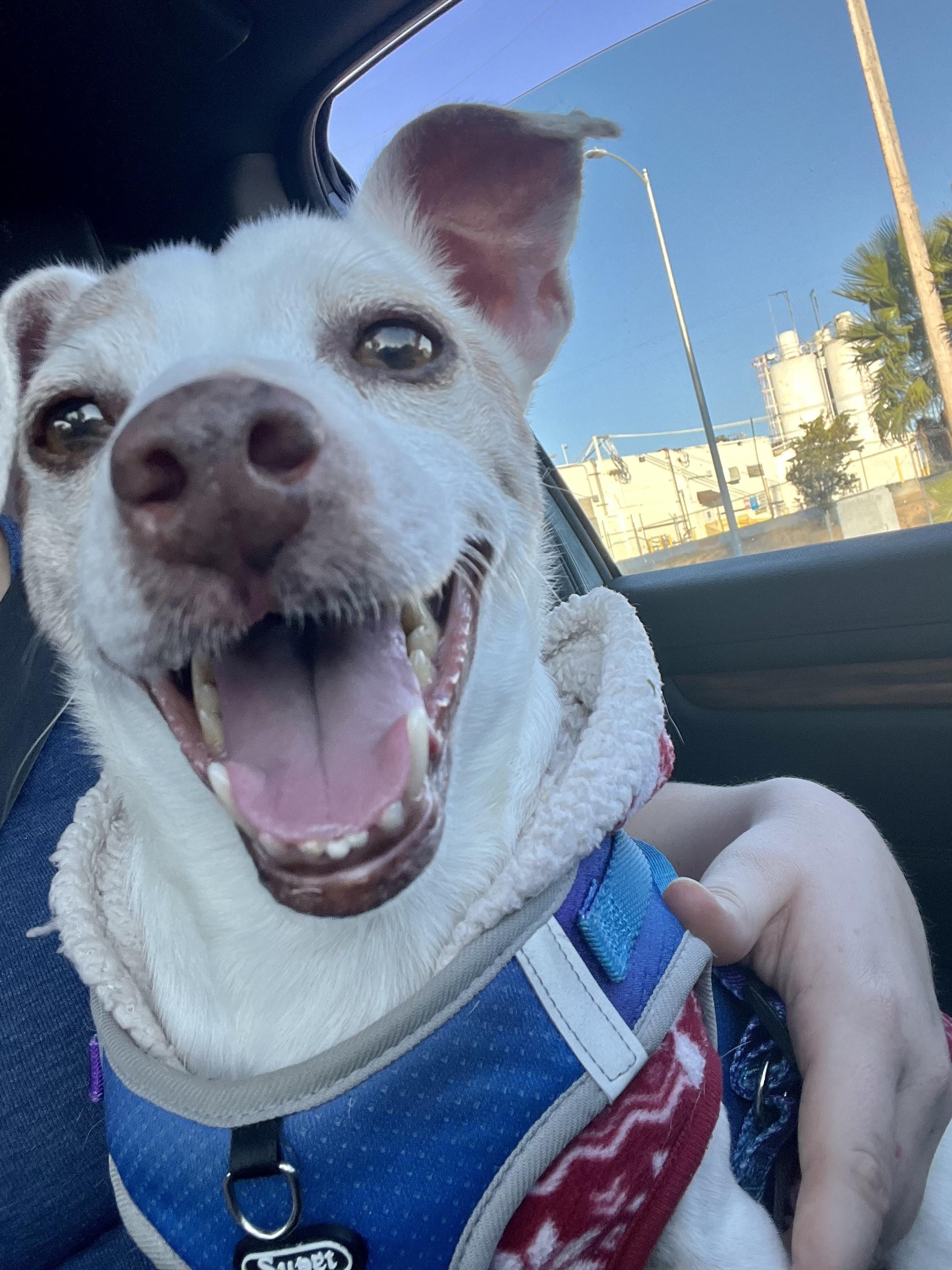 Mushroom, a Adopted mixed breed in West Hollywood, CA image 2/6