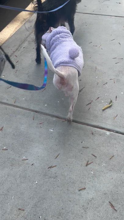 Enlarge Mushroom, a Adopted mixed breed in West Hollywood, CA video 3/6