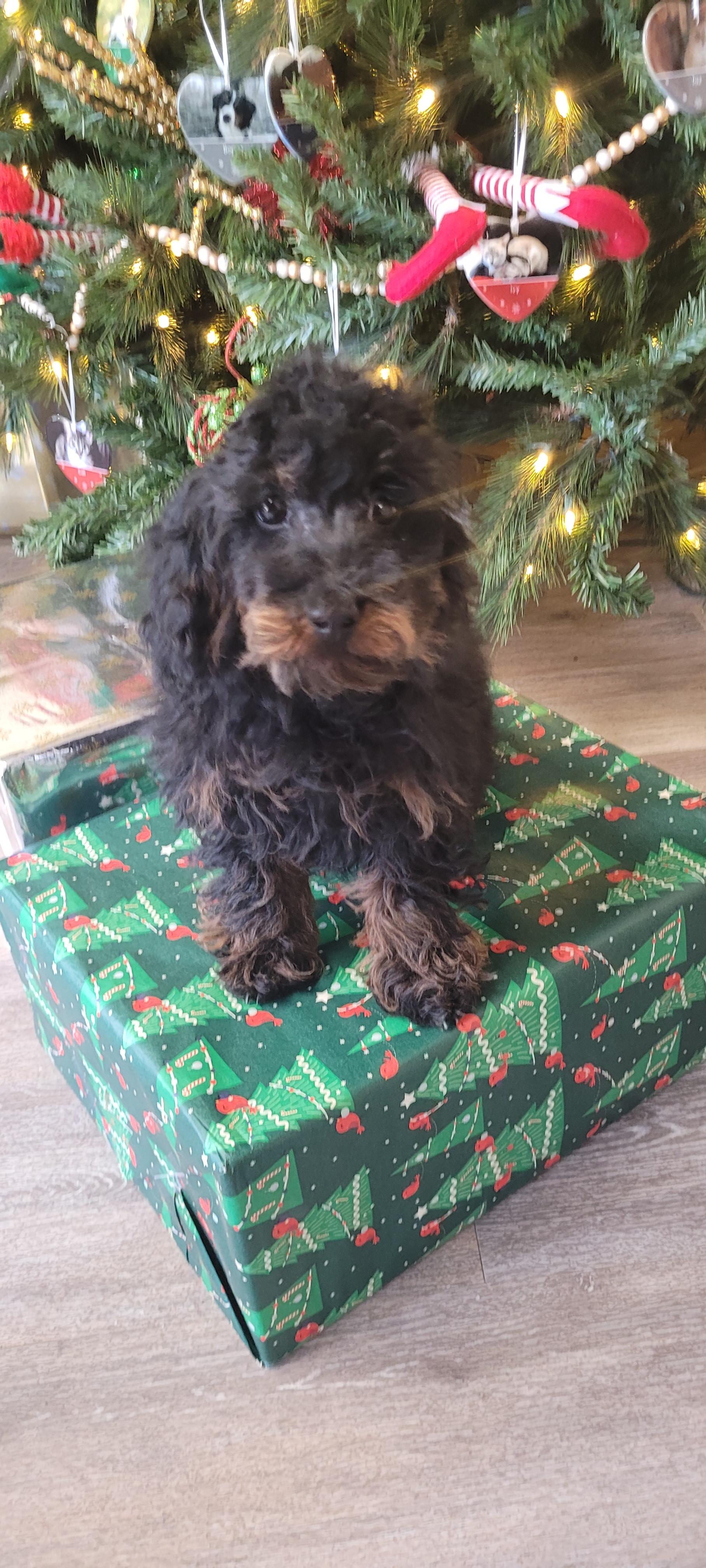 Toy poodle , ADOPTABLE, Puppy Female Poodle (Toy).