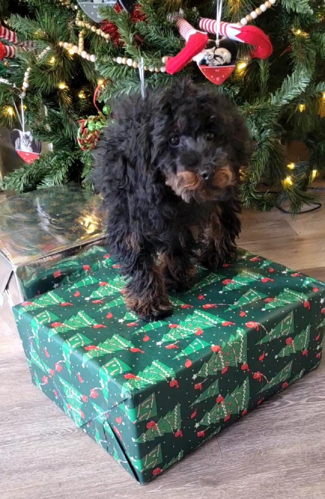 Toy poodle , a ADOPTABLE Poodle (Toy) in Woodsfield, OH image 2/5