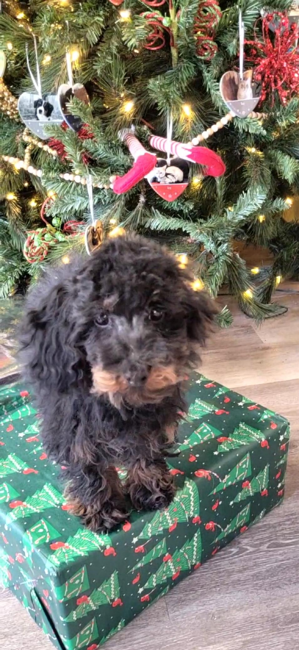 Toy poodle , a ADOPTABLE Poodle (Toy) in Woodsfield, OH image 5/5