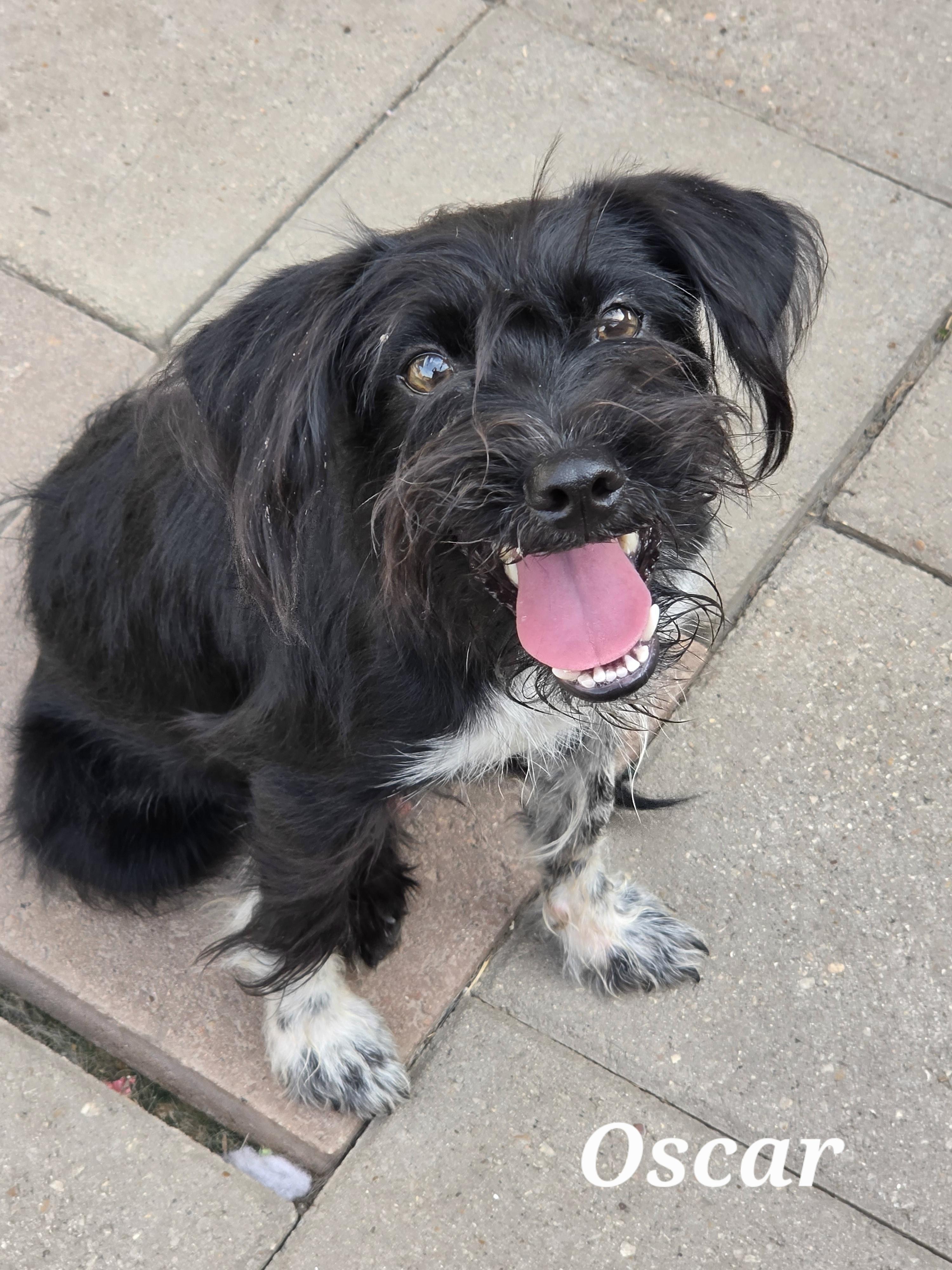 Enlarge Oscar, a Adoptable mixed breed in Fairfield, CT image 1/2