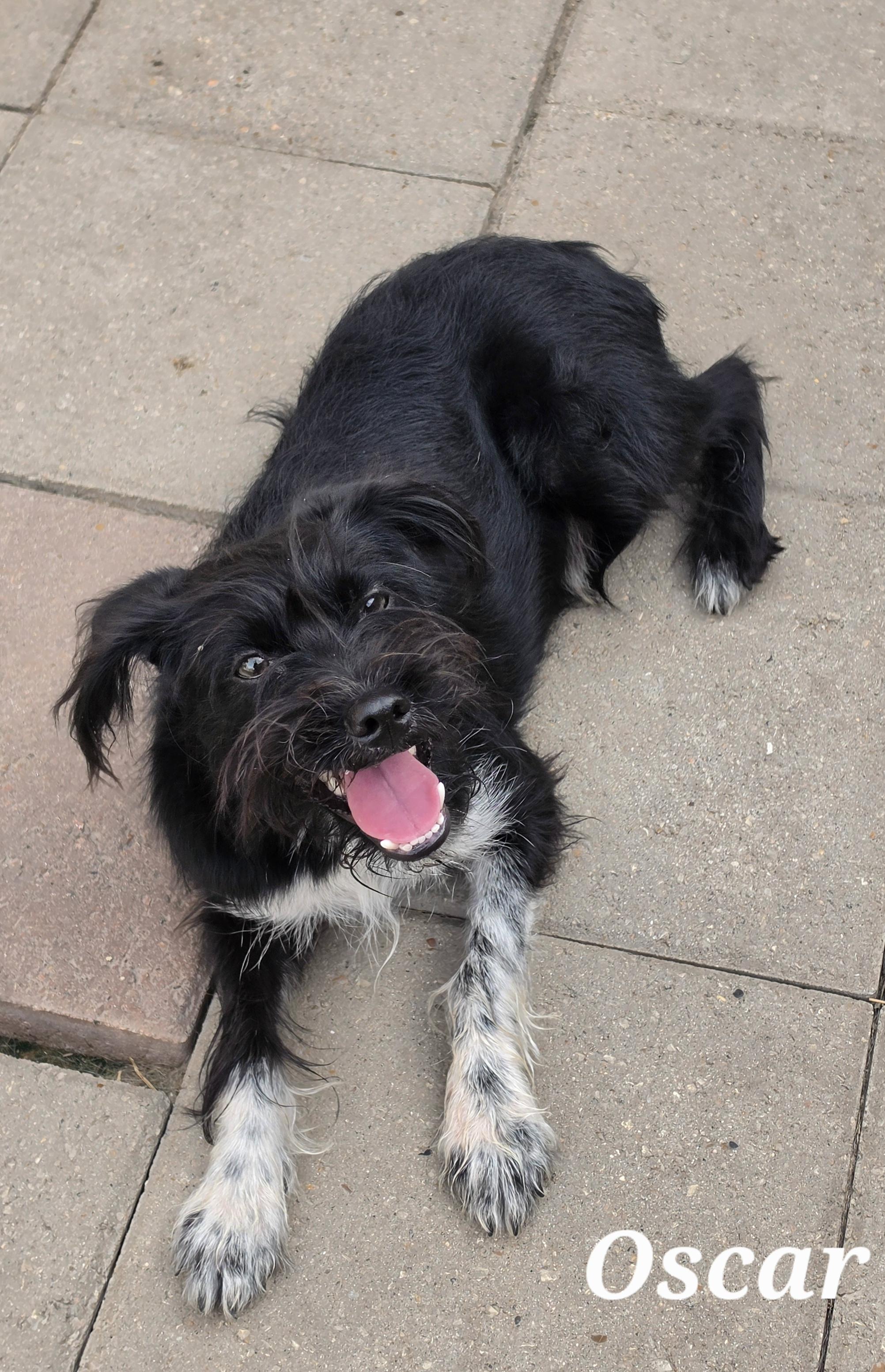Enlarge Oscar, a Adoptable mixed breed in Fairfield, CT image 2/2