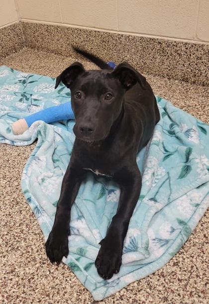 Hank, Adoptable, Young Male Shepherd & Mixed Breed.