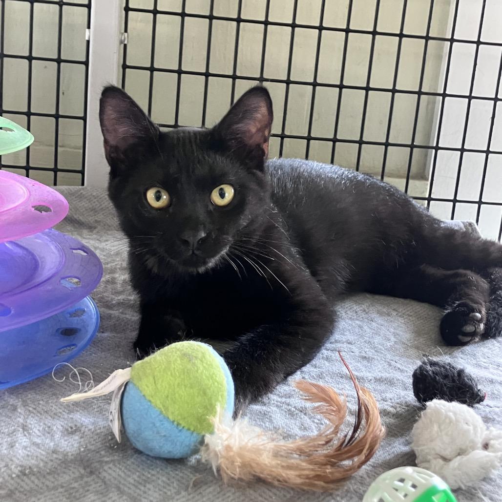 Enlarge Gnocchi, a Adoptable American Shorthair in Freeport, FL image 1/2