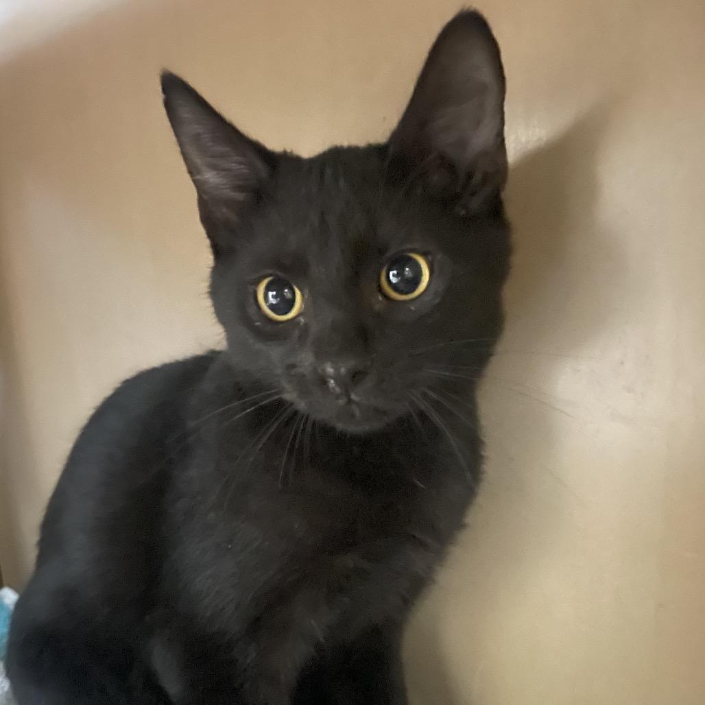 Enlarge Gnocchi, a Adoptable American Shorthair in Freeport, FL image 2/2