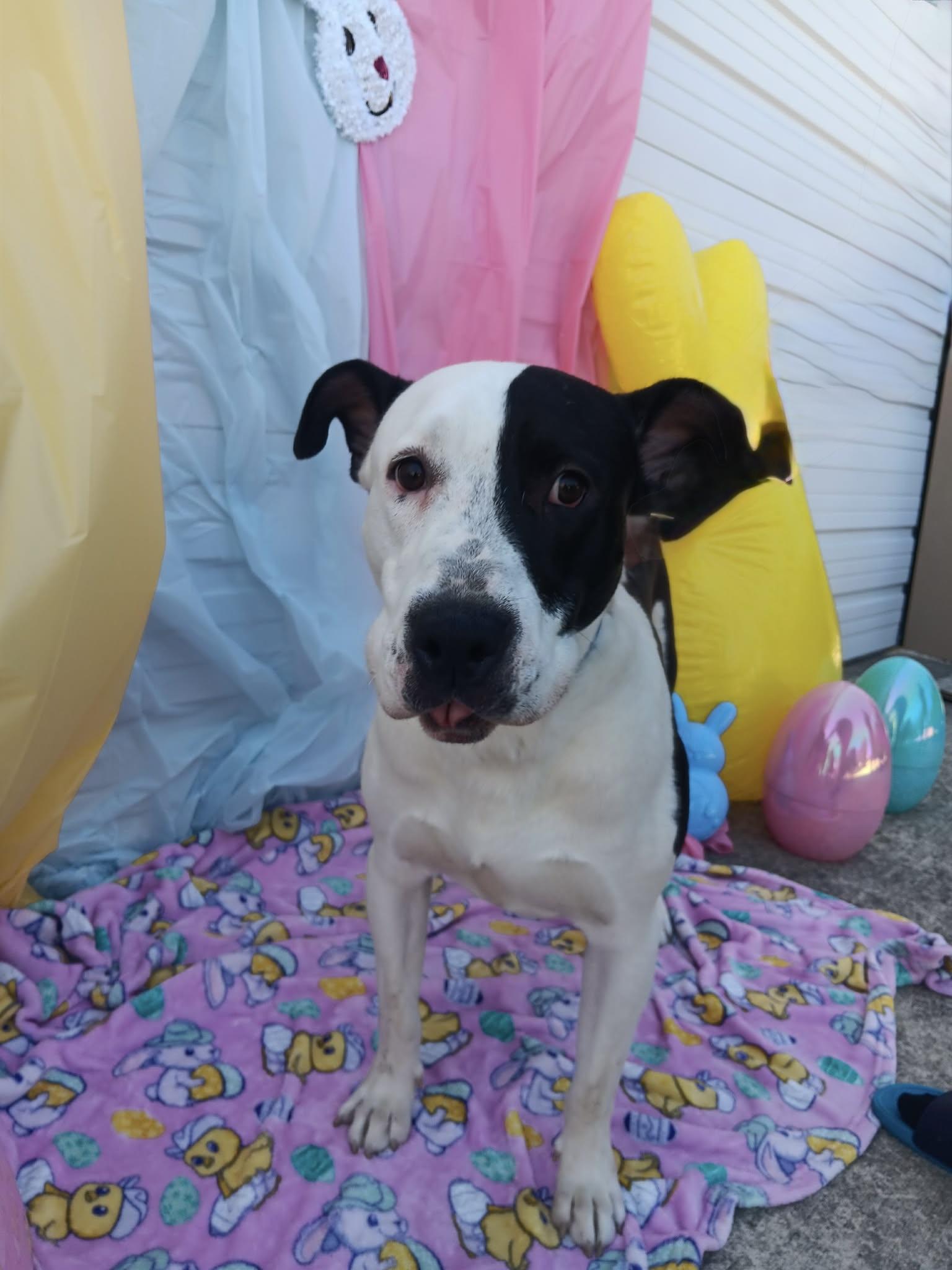 Enlarge Pharaoh, an adopted Great Dane in Halethorpe, MD image 4/4