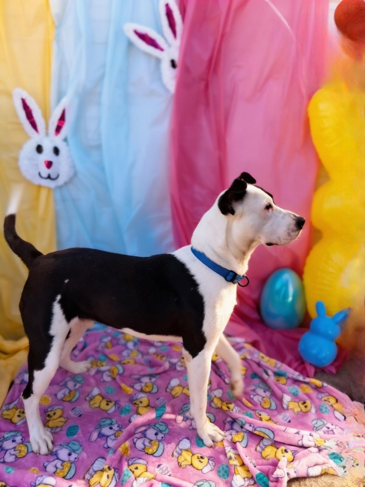 Enlarge Pharaoh, an adopted Great Dane in Halethorpe, MD image 3/4