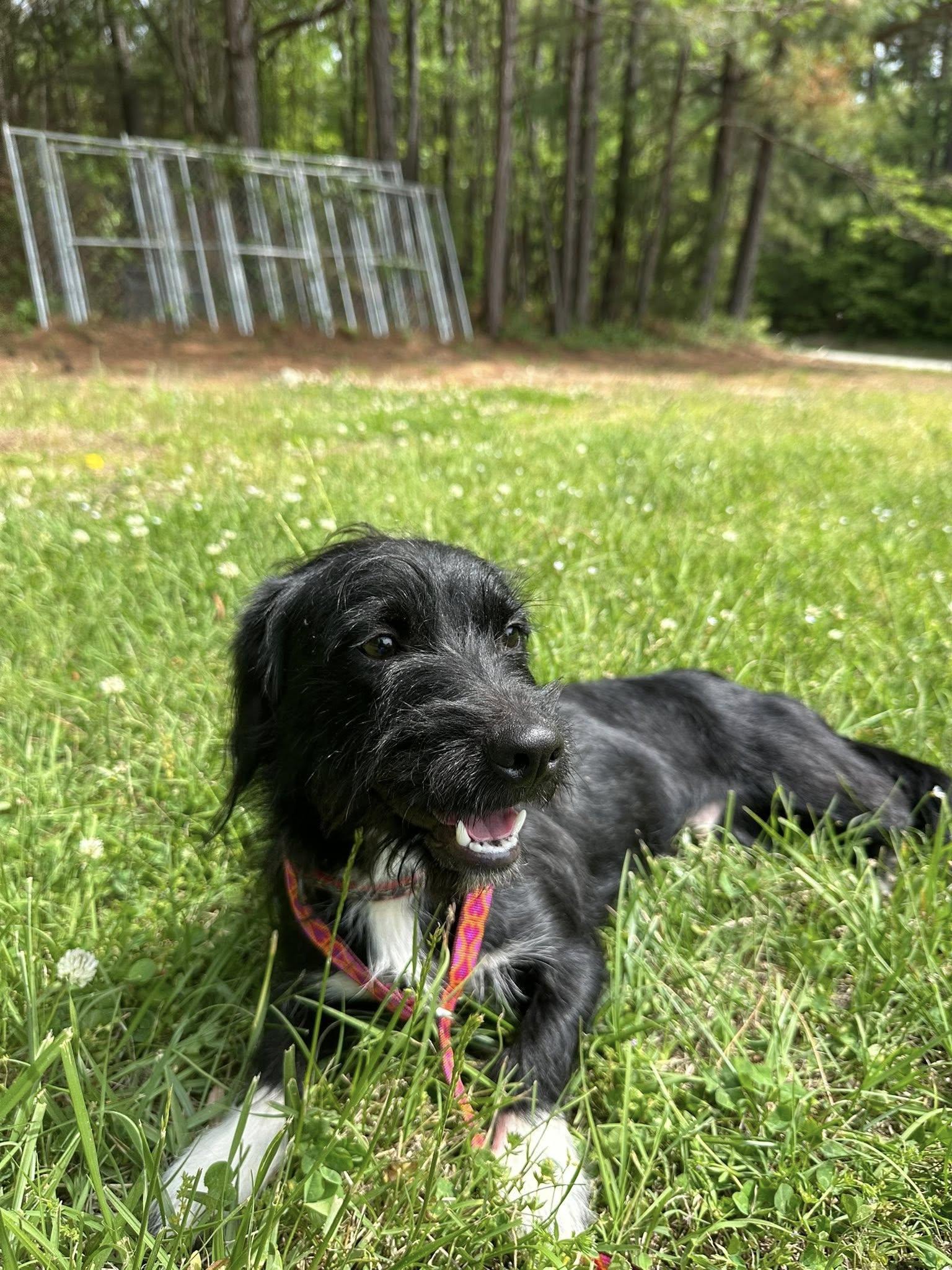 Thunder, Adoptable, Young Male Terrier.