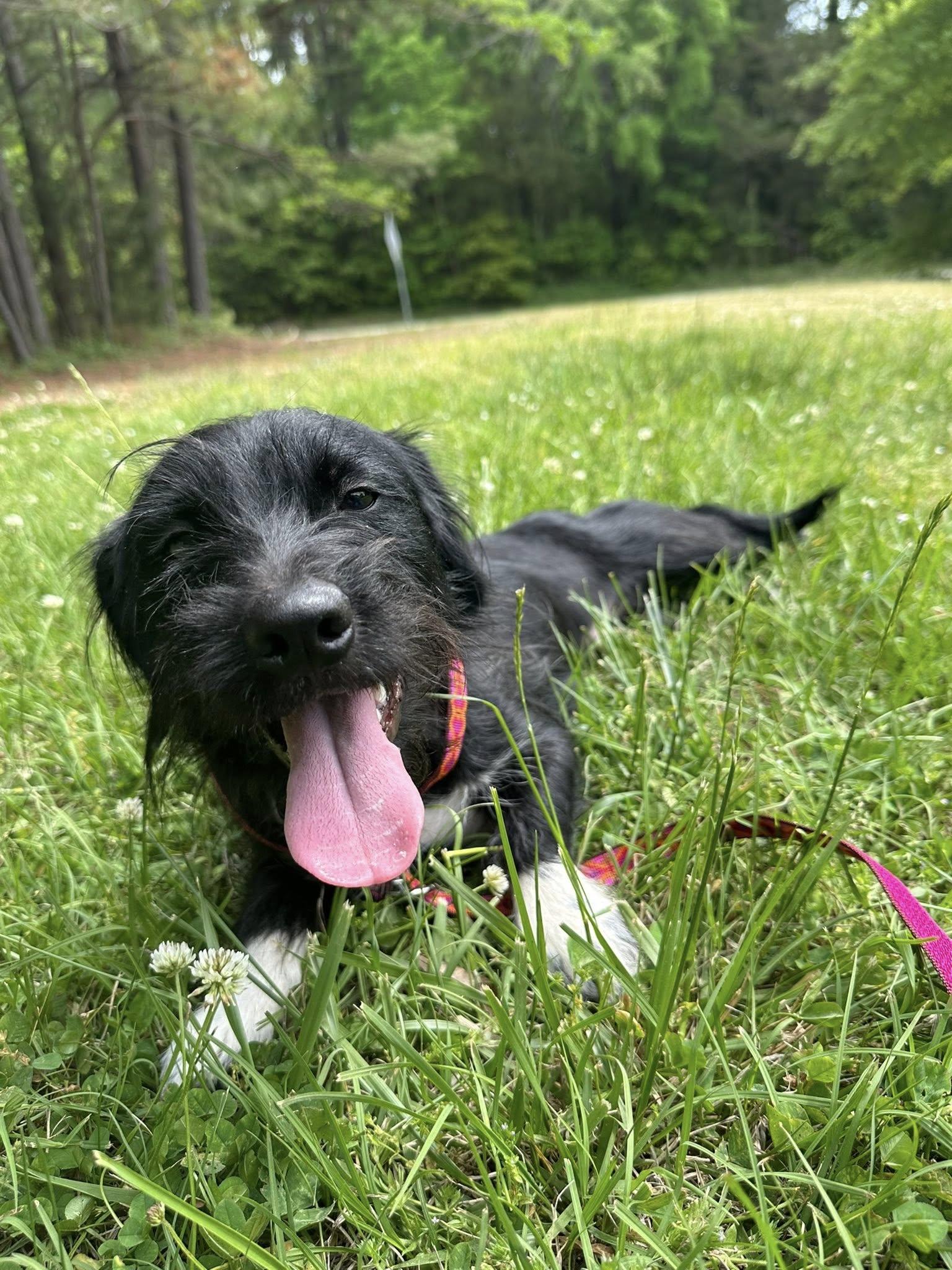 Enlarge Thunder, a Adoptable mixed breed in Siler City, NC image 2/2