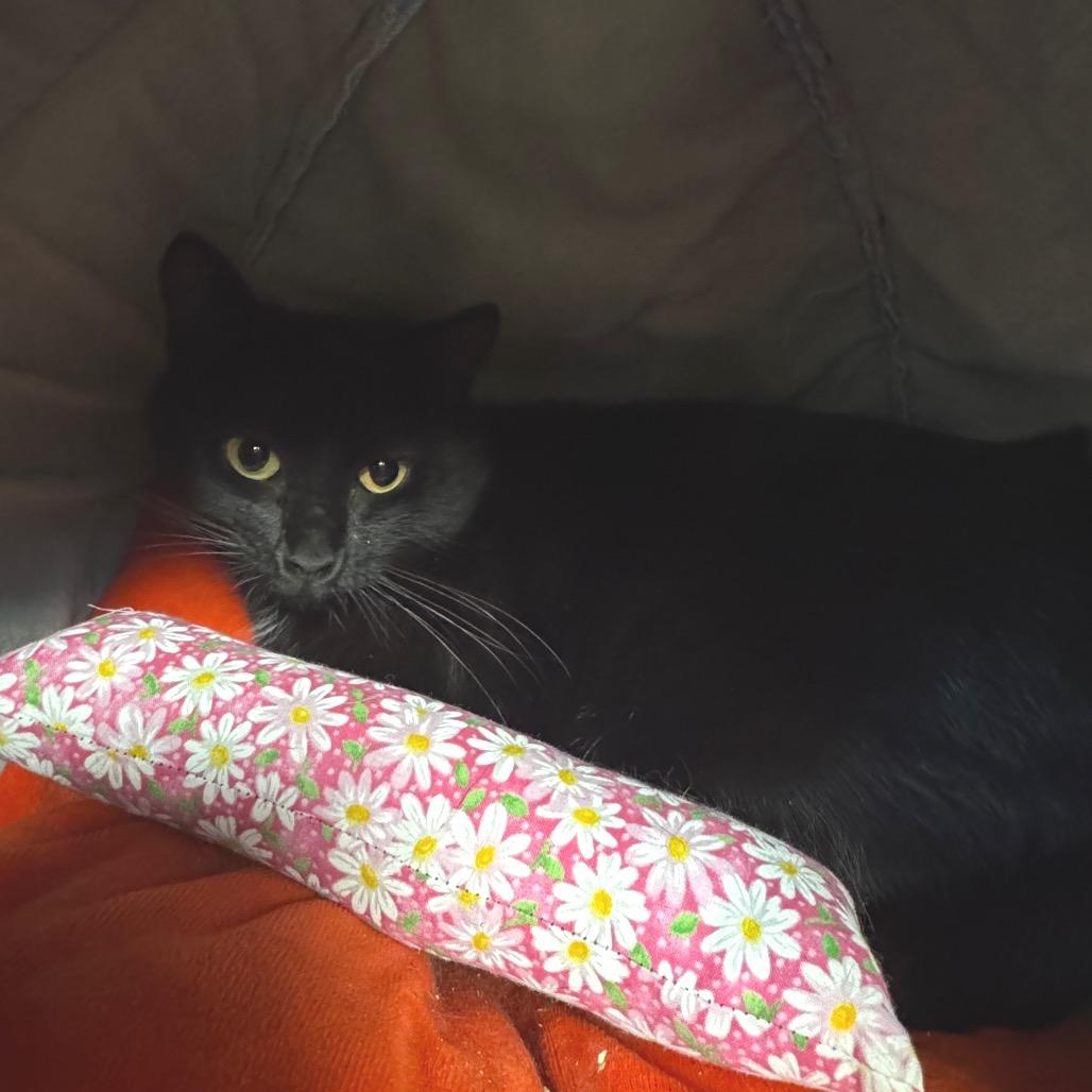 Aldi, Adoptable, Adult Female Domestic Short Hair.