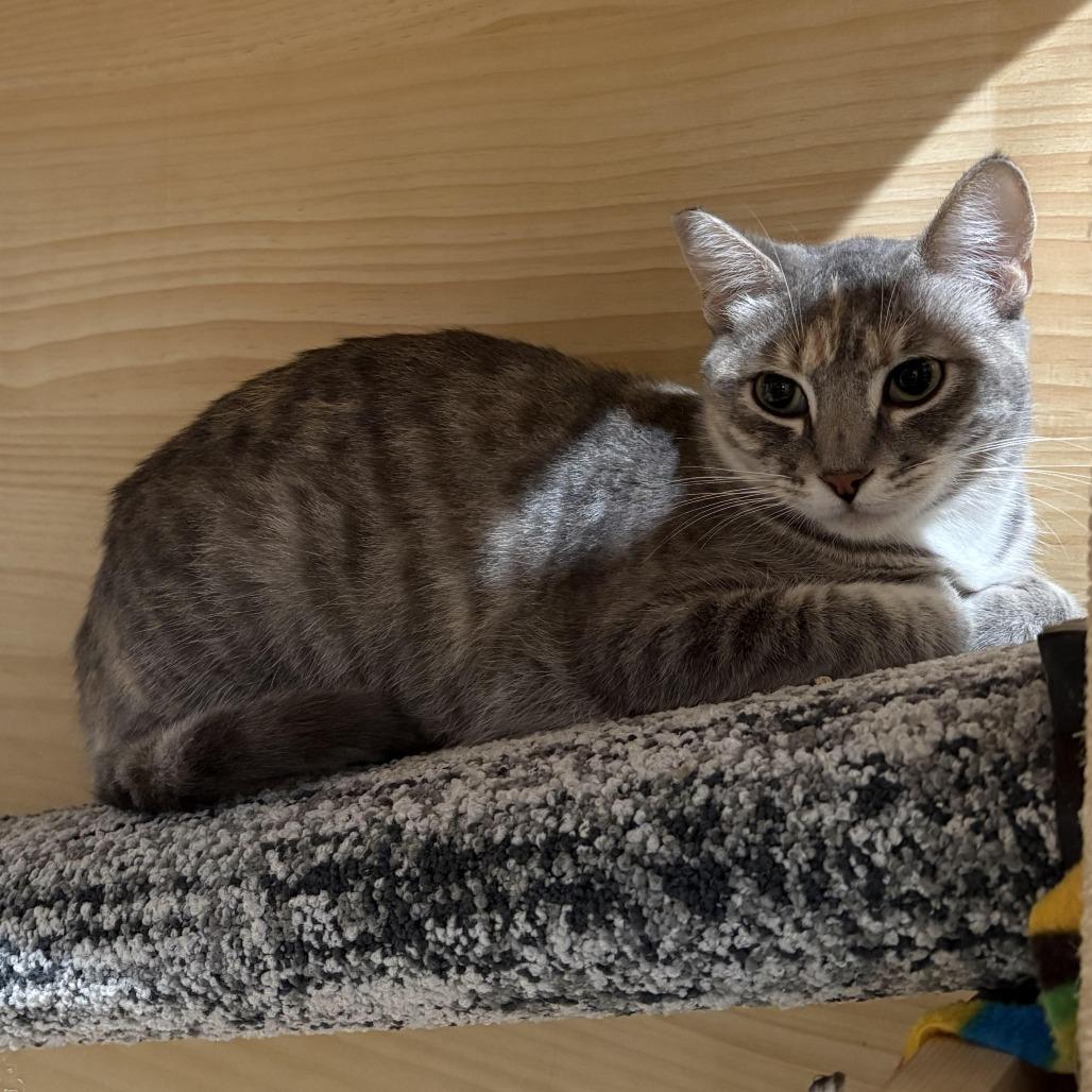 Nova — thumbnail 2