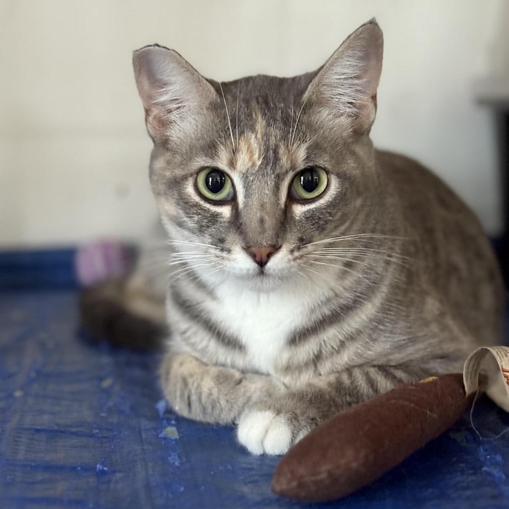 Nova — thumbnail 3