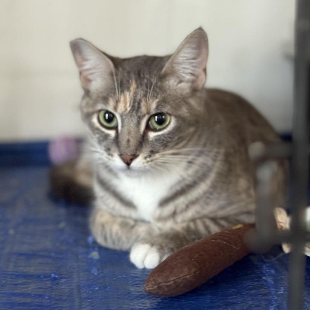 Nova — thumbnail 4