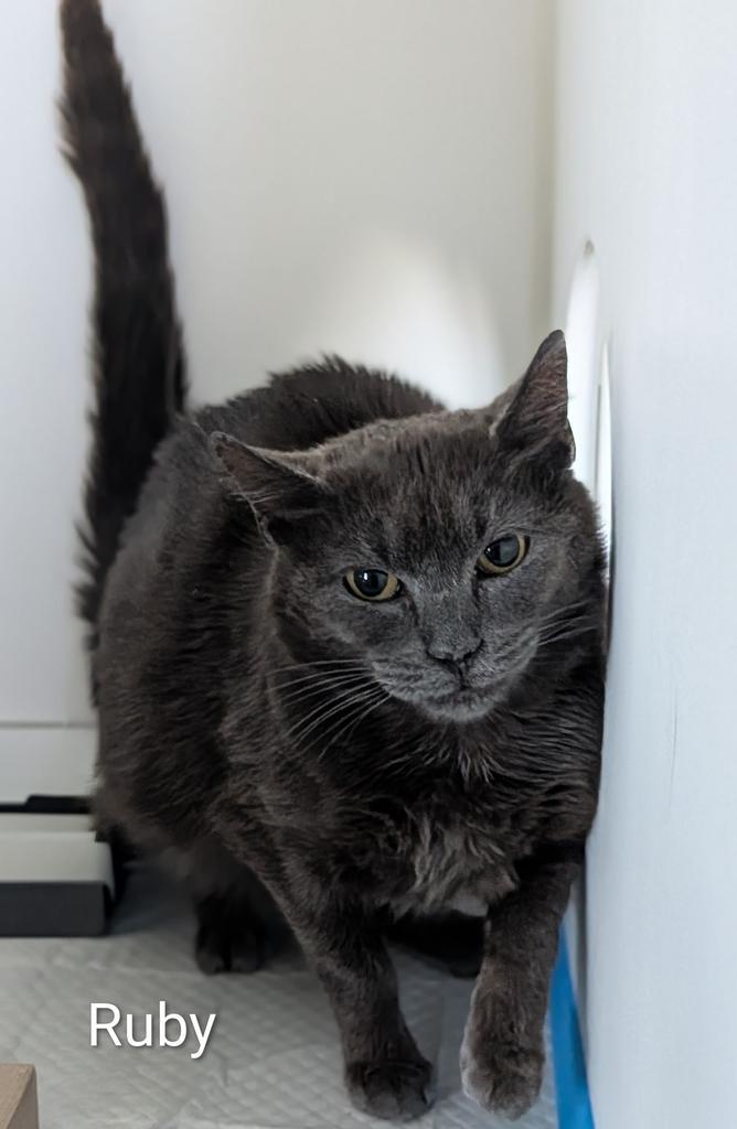 Ruby, Adoptable, Young Female Domestic Short Hair.