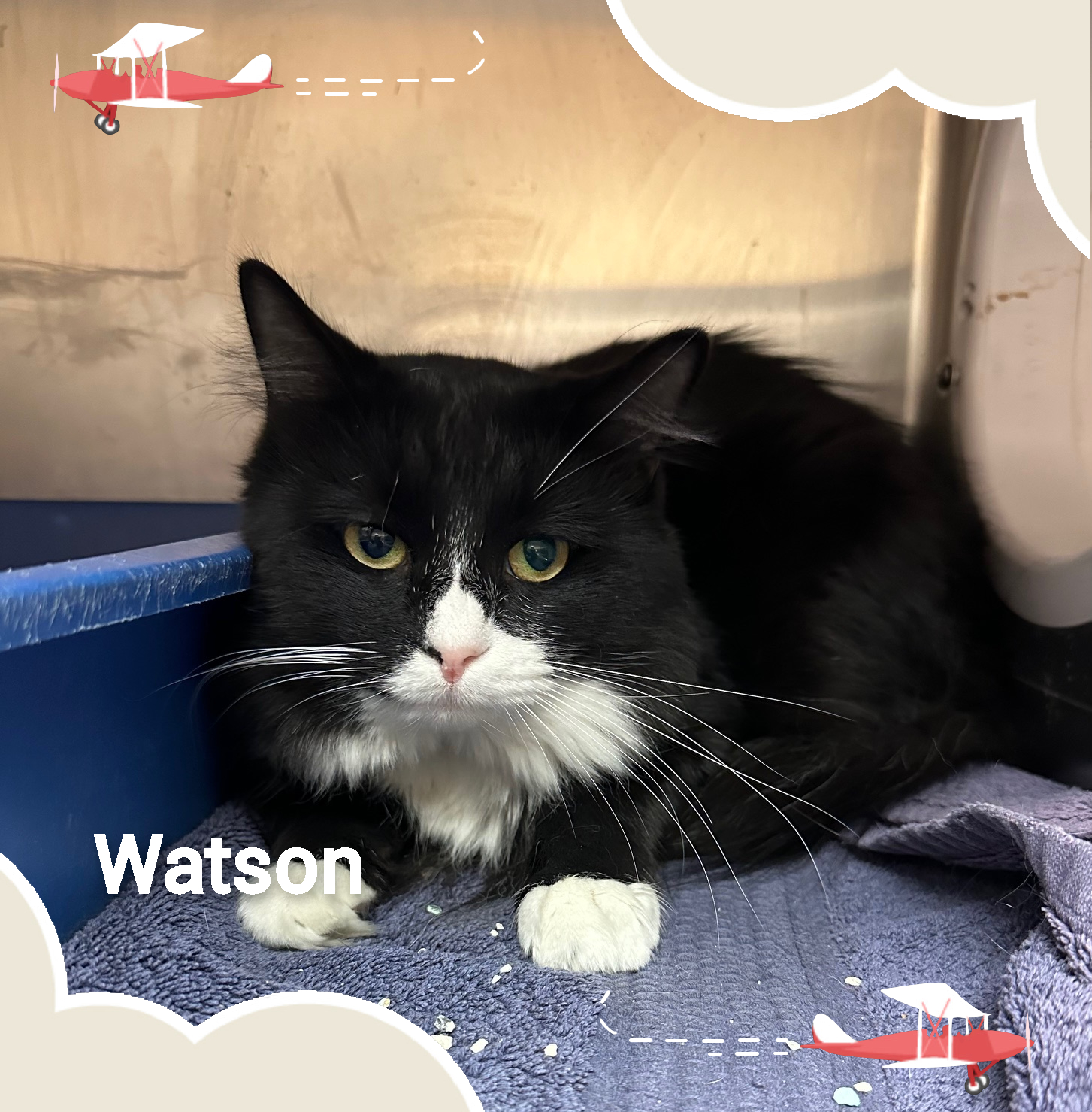 Cat for adoption WATSON, a Domestic Long Hair Mix in Marietta, GA