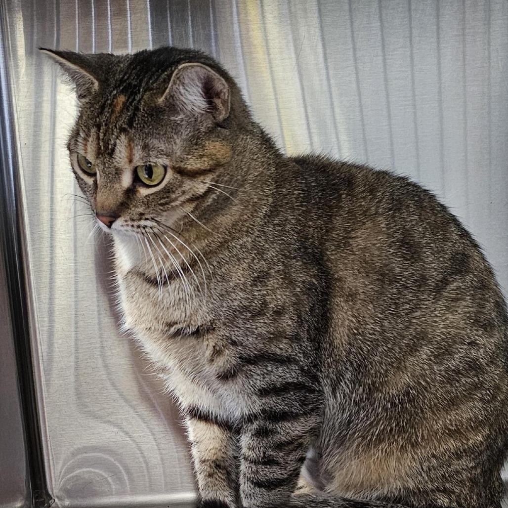 Paris 25-234, Adoptable, Adult Female Domestic Short Hair.