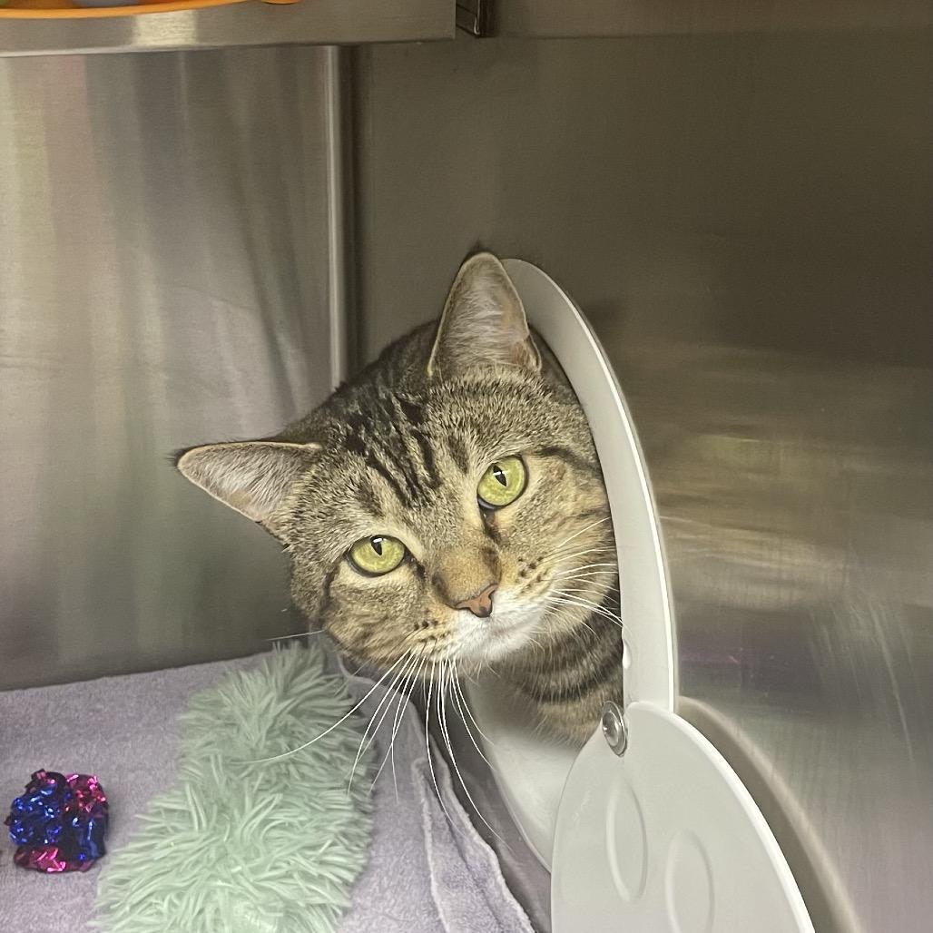 Enlarge Paris 25-234, a Adoptable Domestic Short Hair in Stratford, CT image 2/2