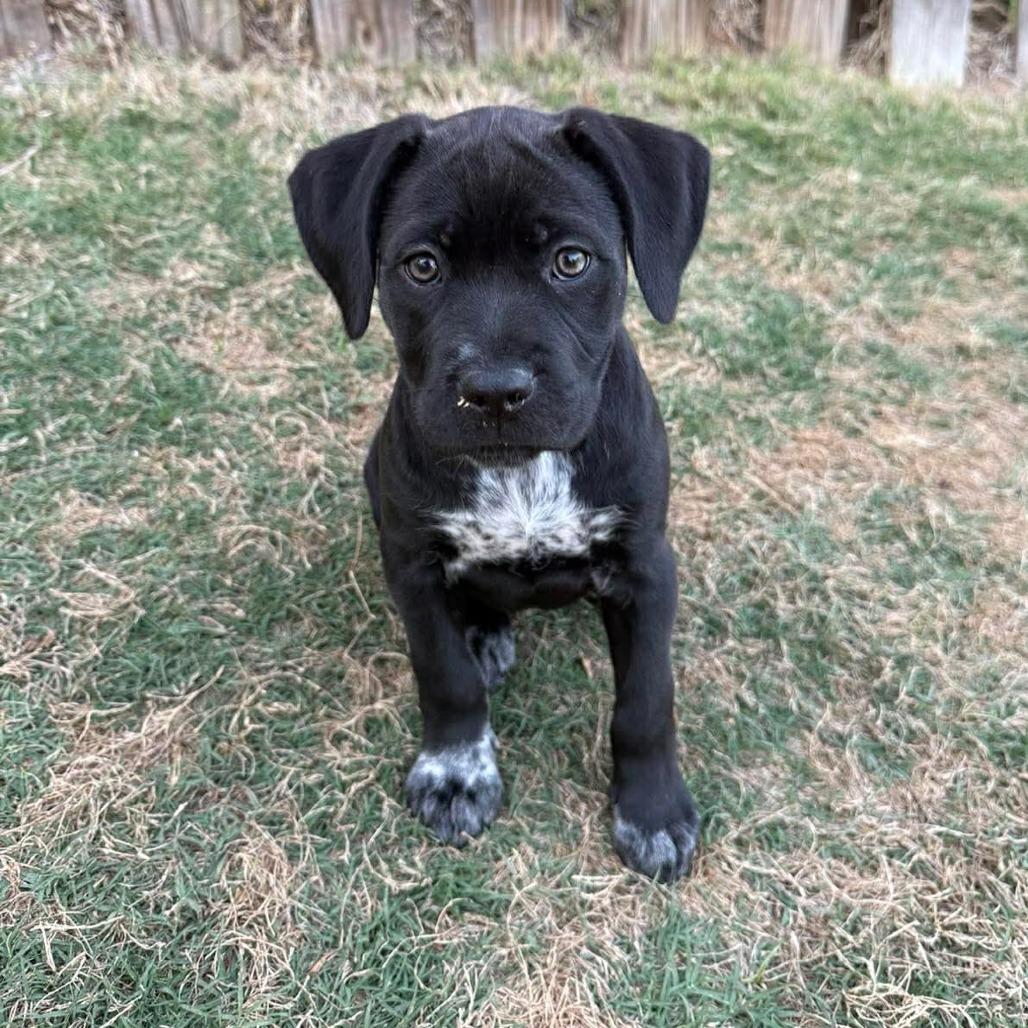 Enlarge Layla, a Adoptable mixed breed in Griswold, CT image 1/4