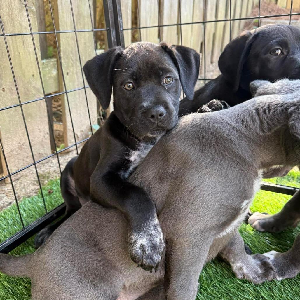 Enlarge Layla, a Adoptable mixed breed in Griswold, CT image 2/4