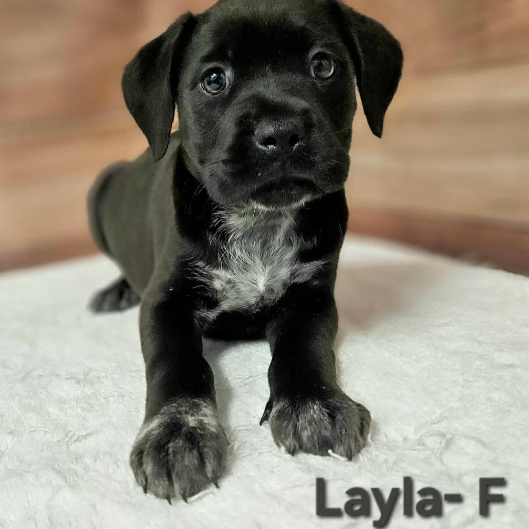 Enlarge Layla, a Adoptable mixed breed in Griswold, CT image 3/4