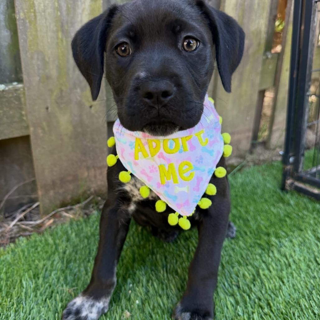 Enlarge Layla, a Adoptable mixed breed in Griswold, CT image 4/4
