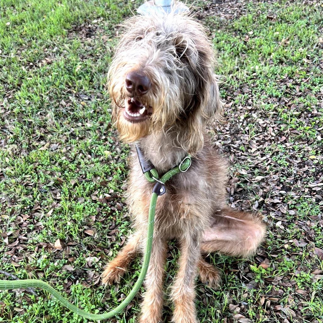 Cocoa Puff, Adoptable, Young Female Poodle & Labrador Retriever.