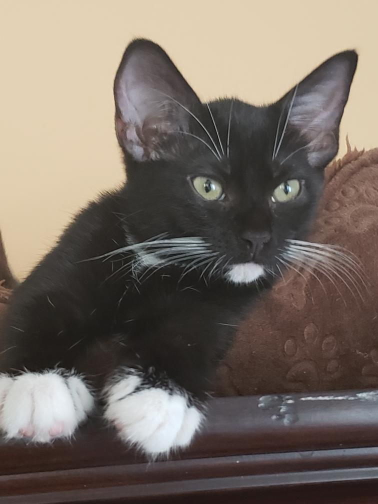 Enlarge Angel Bear, a Adoptable Domestic Short Hair in St Petersburg, FL image 1/6