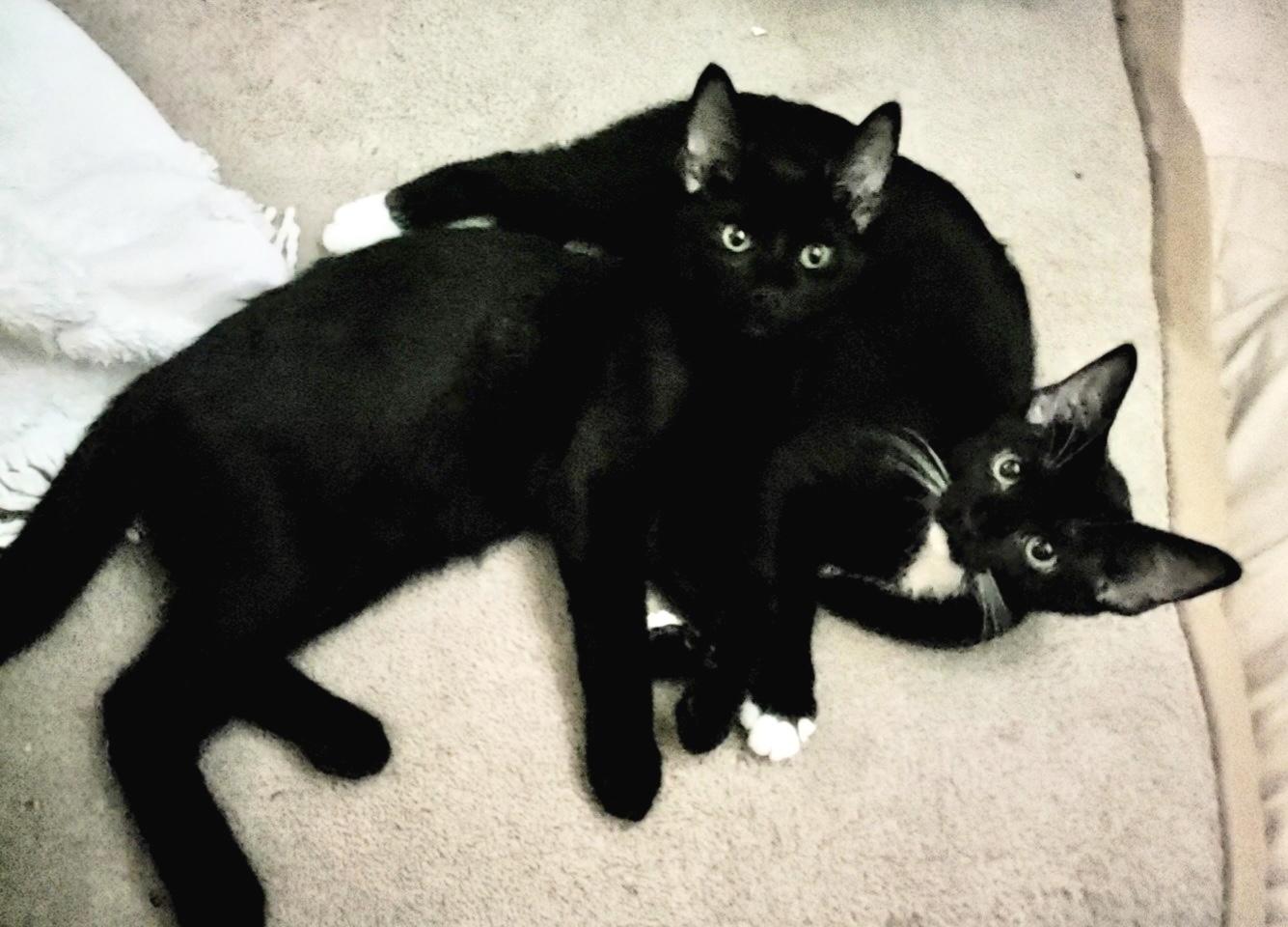 Enlarge Angel Bear, a Adoptable Domestic Short Hair in St Petersburg, FL image 2/6