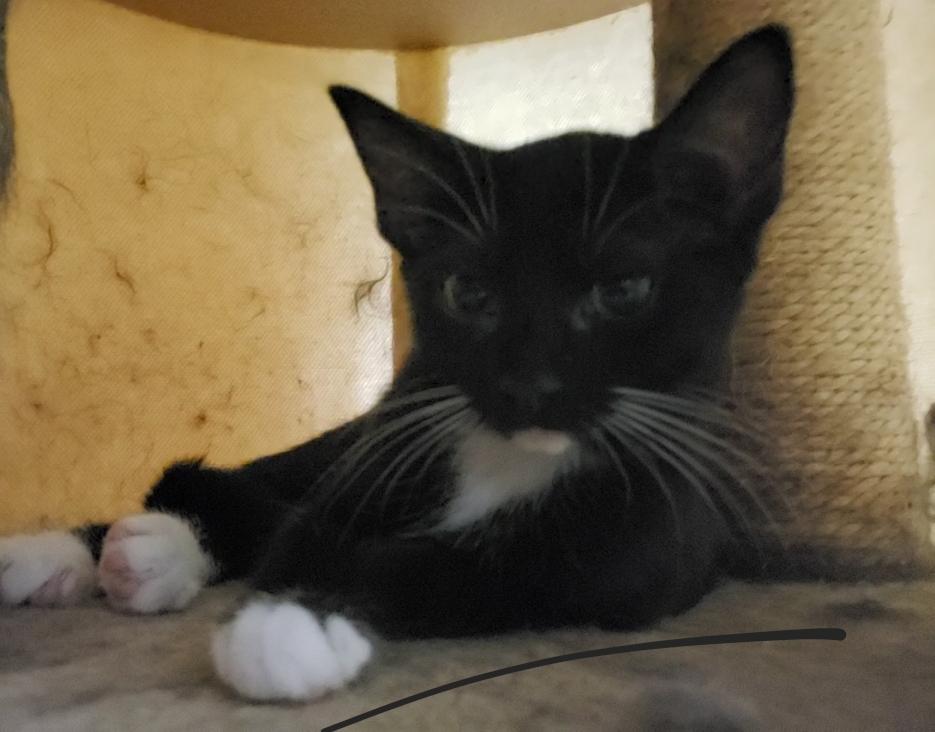 Enlarge Angel Bear, a Adoptable Domestic Short Hair in St Petersburg, FL image 3/6