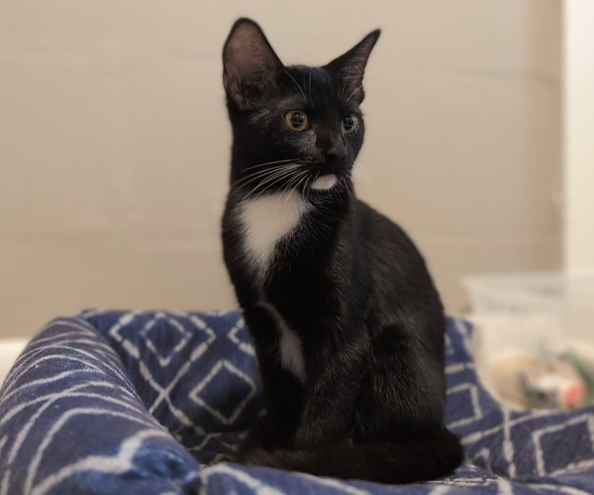 Enlarge Angel Bear, a Adoptable Domestic Short Hair in St Petersburg, FL image 4/6