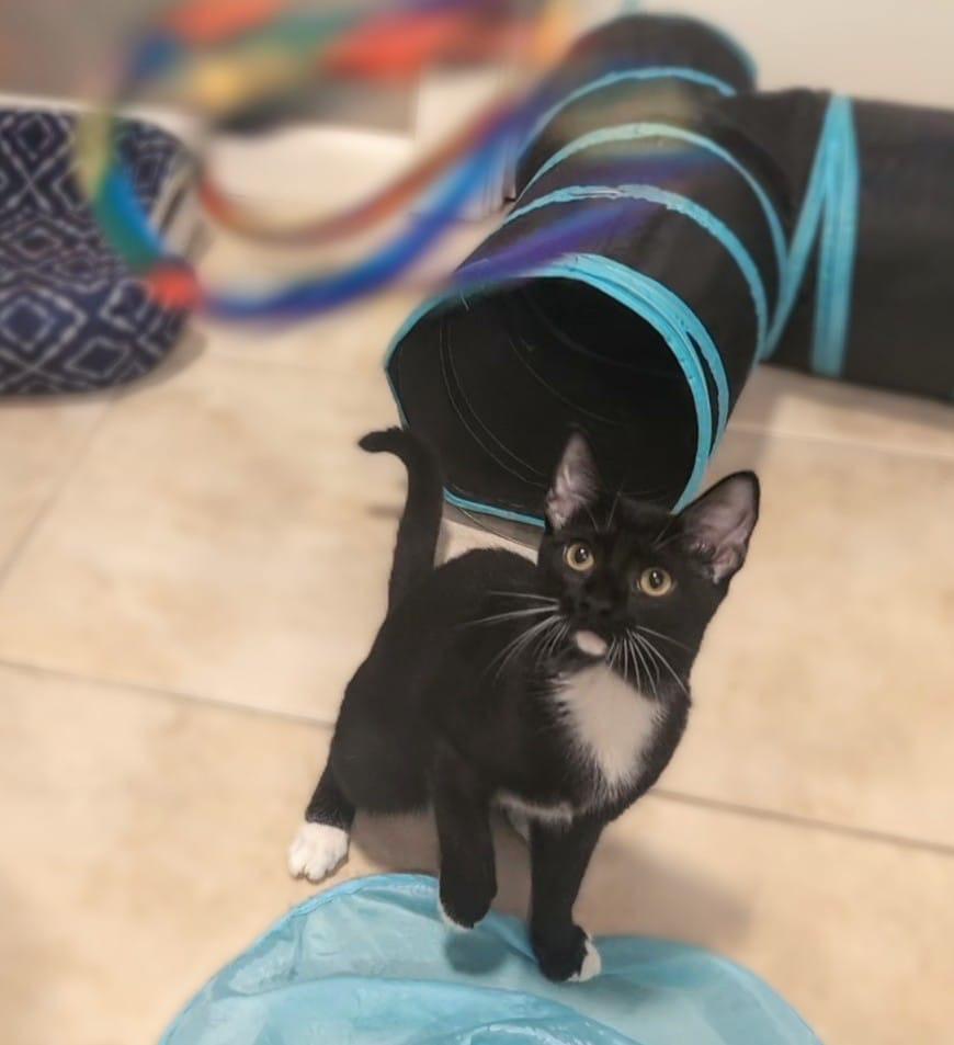 Enlarge Angel Bear, a Adoptable Domestic Short Hair in St Petersburg, FL image 5/6