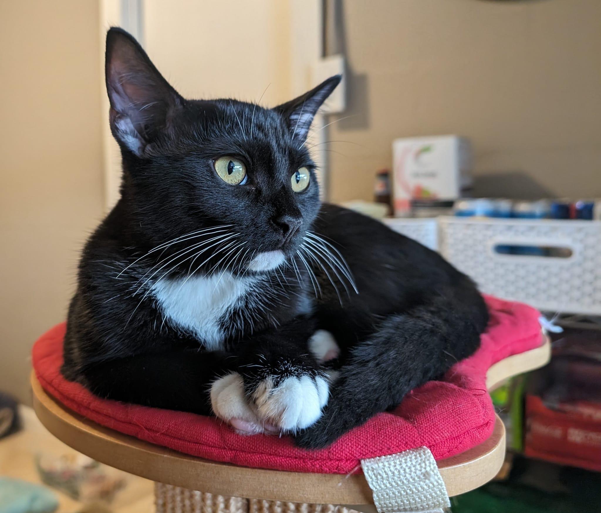 Enlarge Angel Bear, a Adoptable Domestic Short Hair in St Petersburg, FL image 6/6