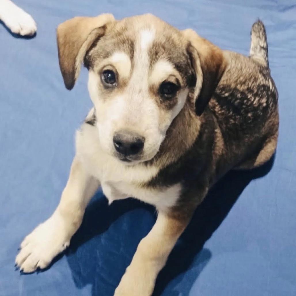 Mason, Adoptable, Young Male Mixed Breed.