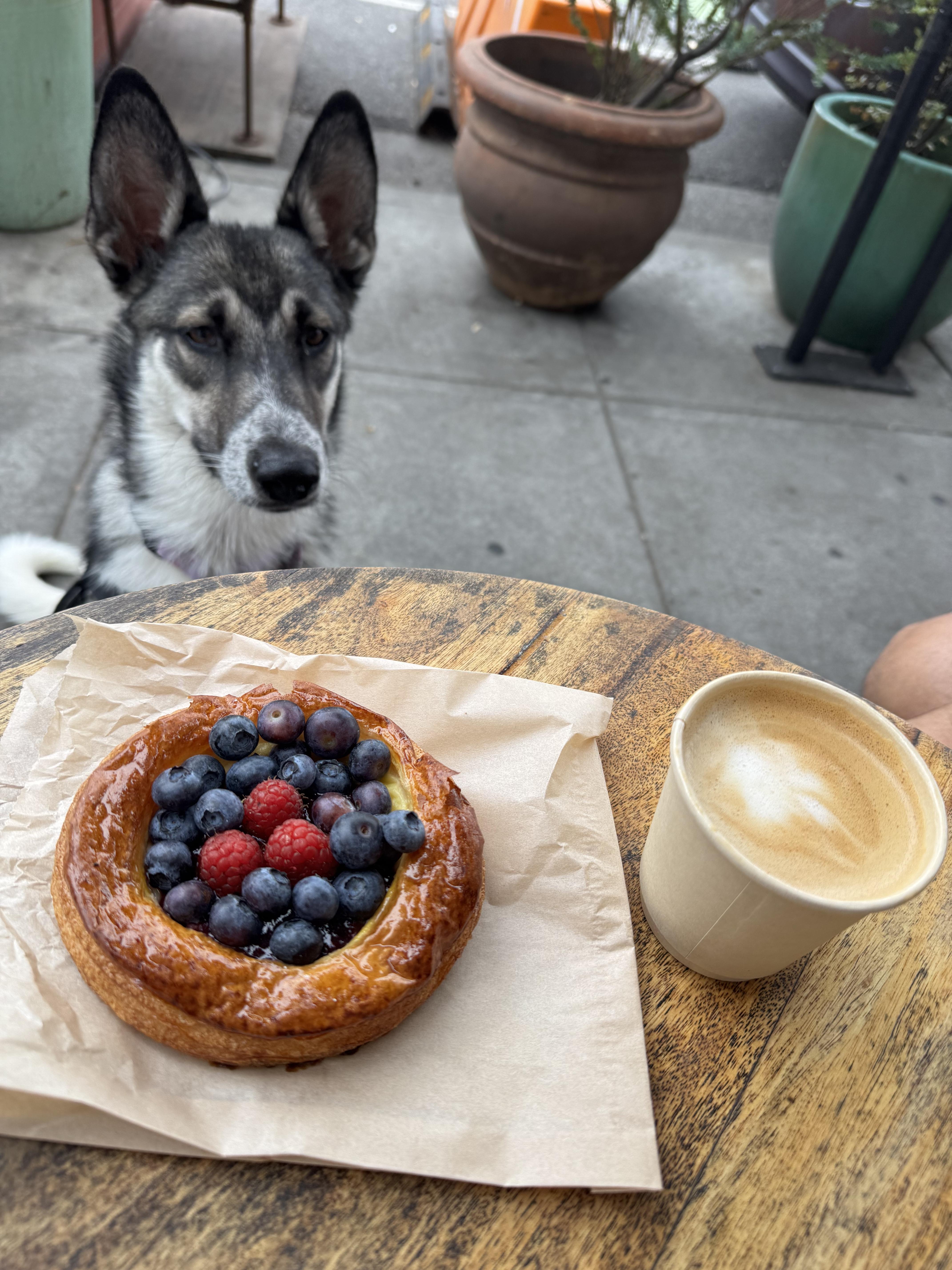 Sky, a Adopted mixed breed in Santa Monica, CA image 1/3