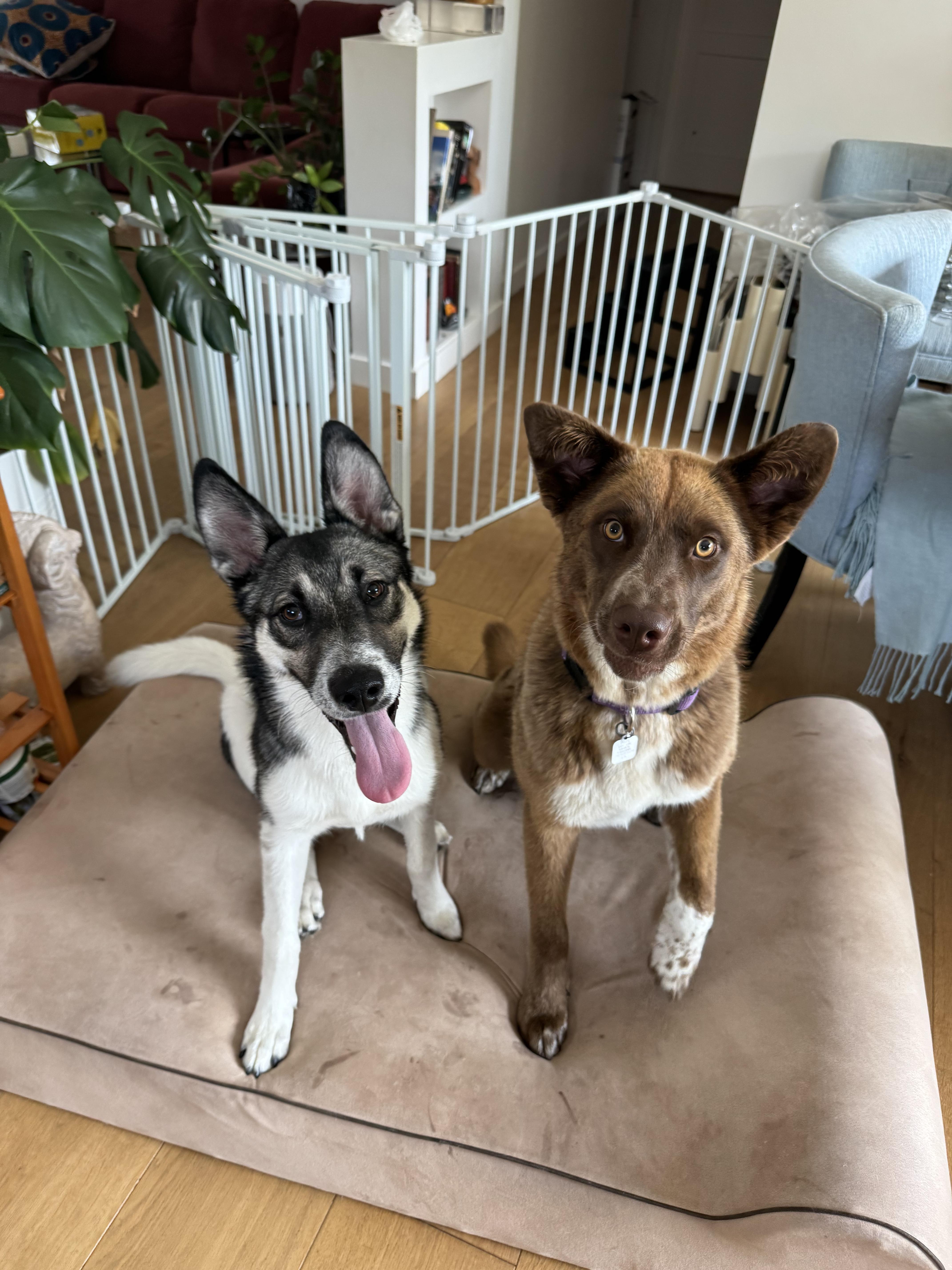 Sky, a Adopted mixed breed in Santa Monica, CA image 2/3