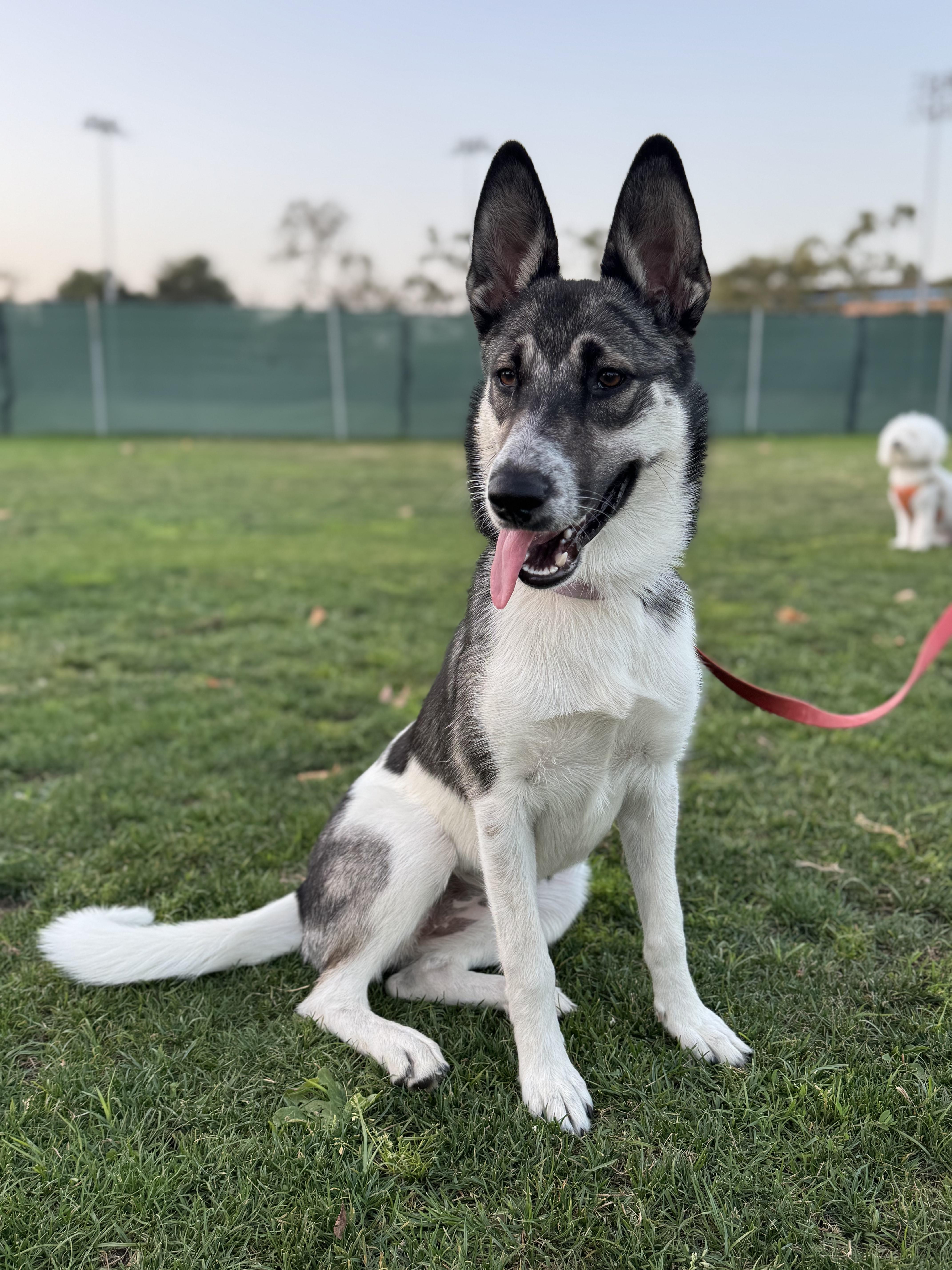 Sky, a Adopted mixed breed in Santa Monica, CA image 3/3