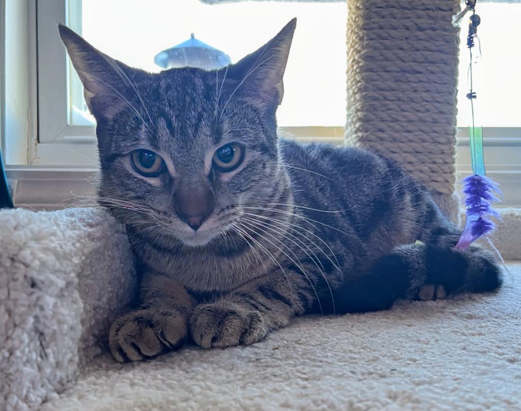 Charlotte, Adoptable, Young Female Domestic Short Hair.