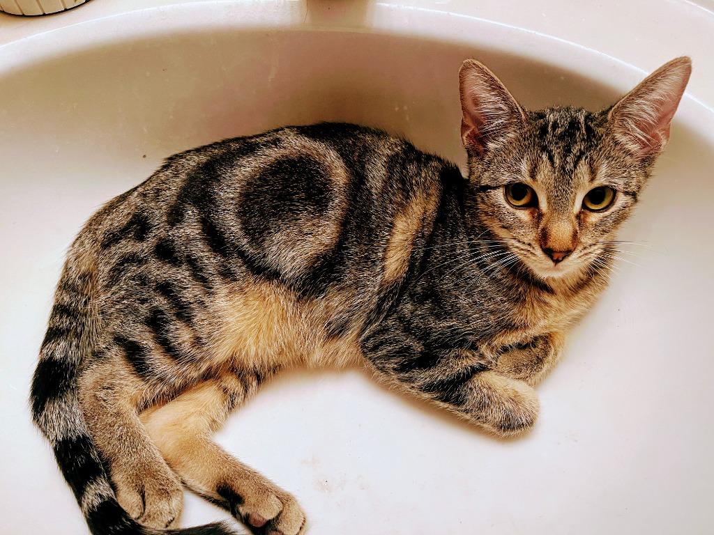 Enlarge Charlotte, a Adoptable mixed breed in Olathe, KS image 2/3