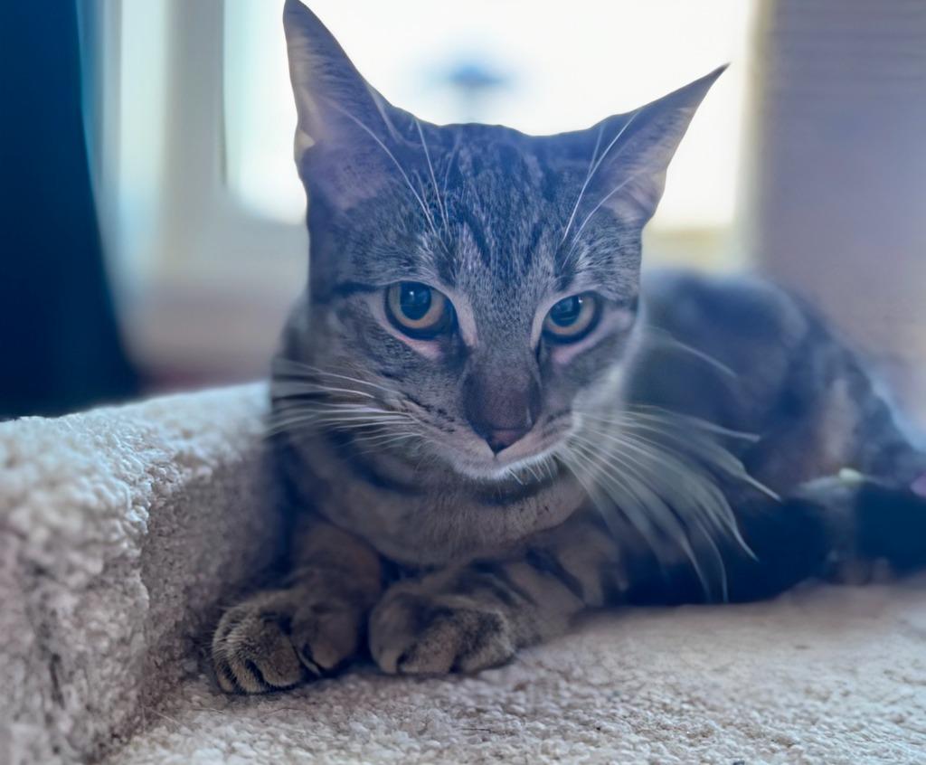 Enlarge Charlotte, a Adoptable mixed breed in Olathe, KS image 3/3