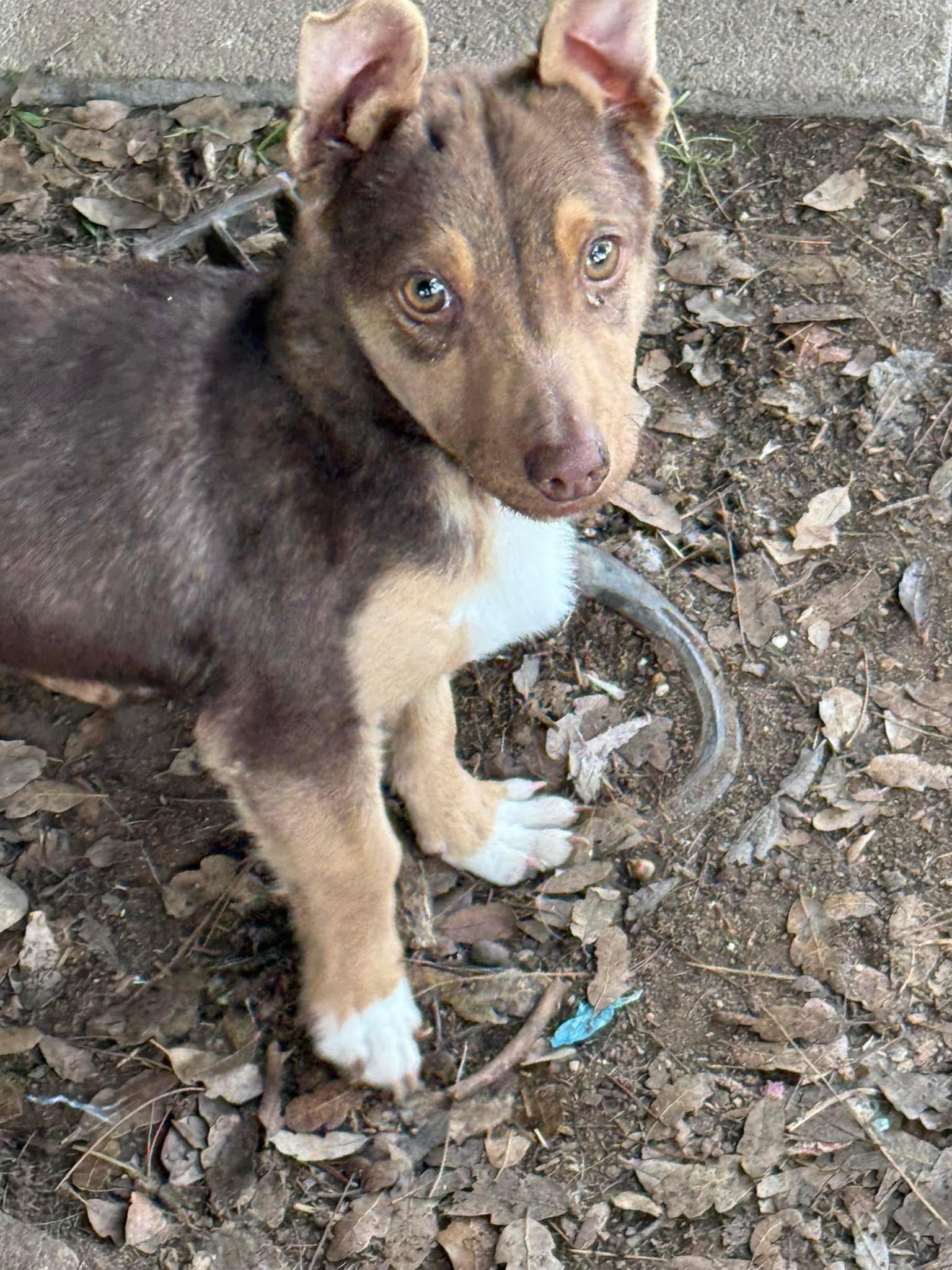 Enlarge Arrow, a Adoptable mixed breed in Fresno, CA image 1/2