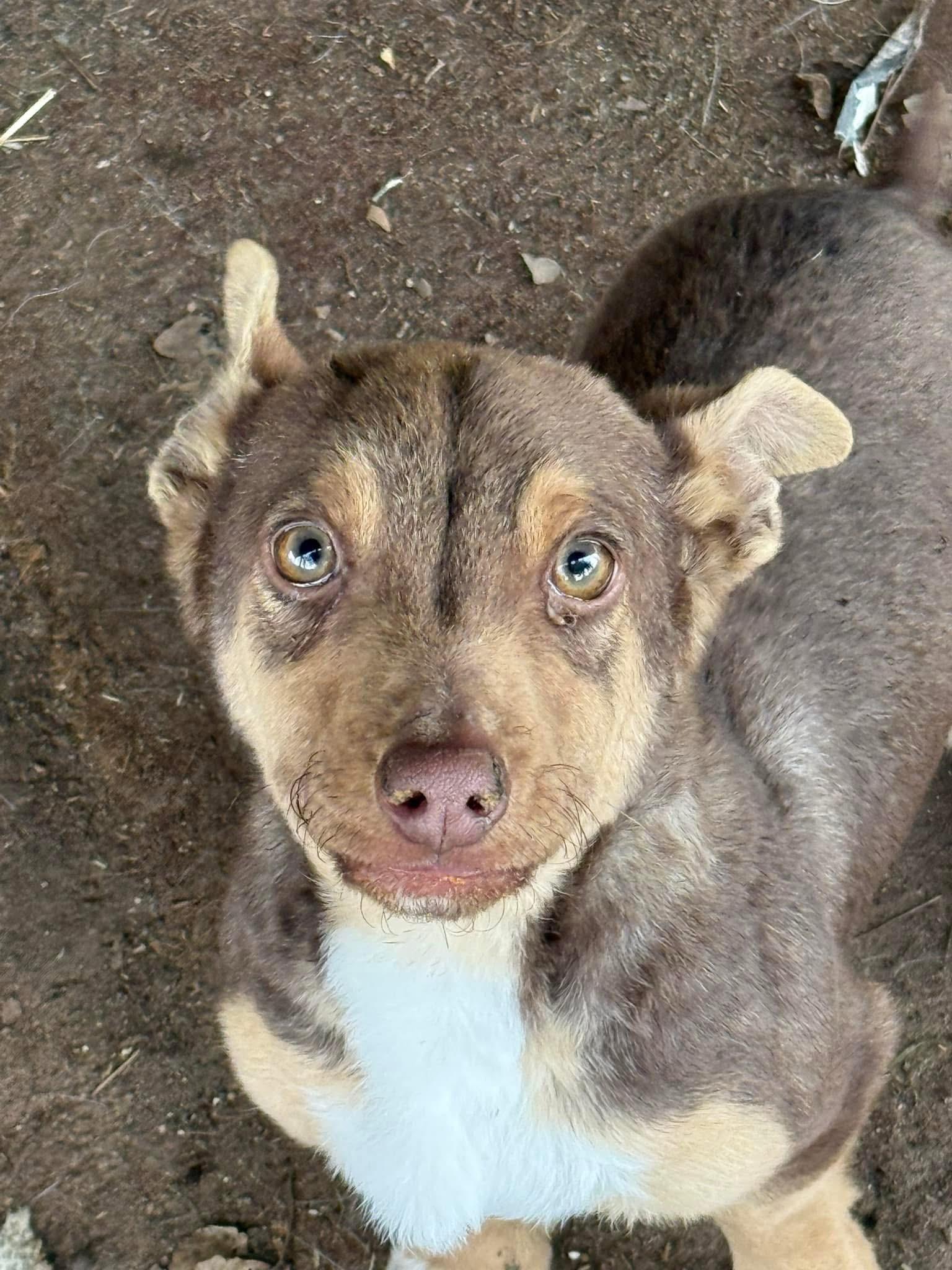Enlarge Arrow, a Adoptable mixed breed in Fresno, CA image 2/2