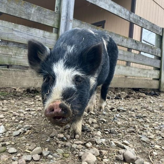 Feta, ADOPTABLE, Baby Male Pot Bellied.
