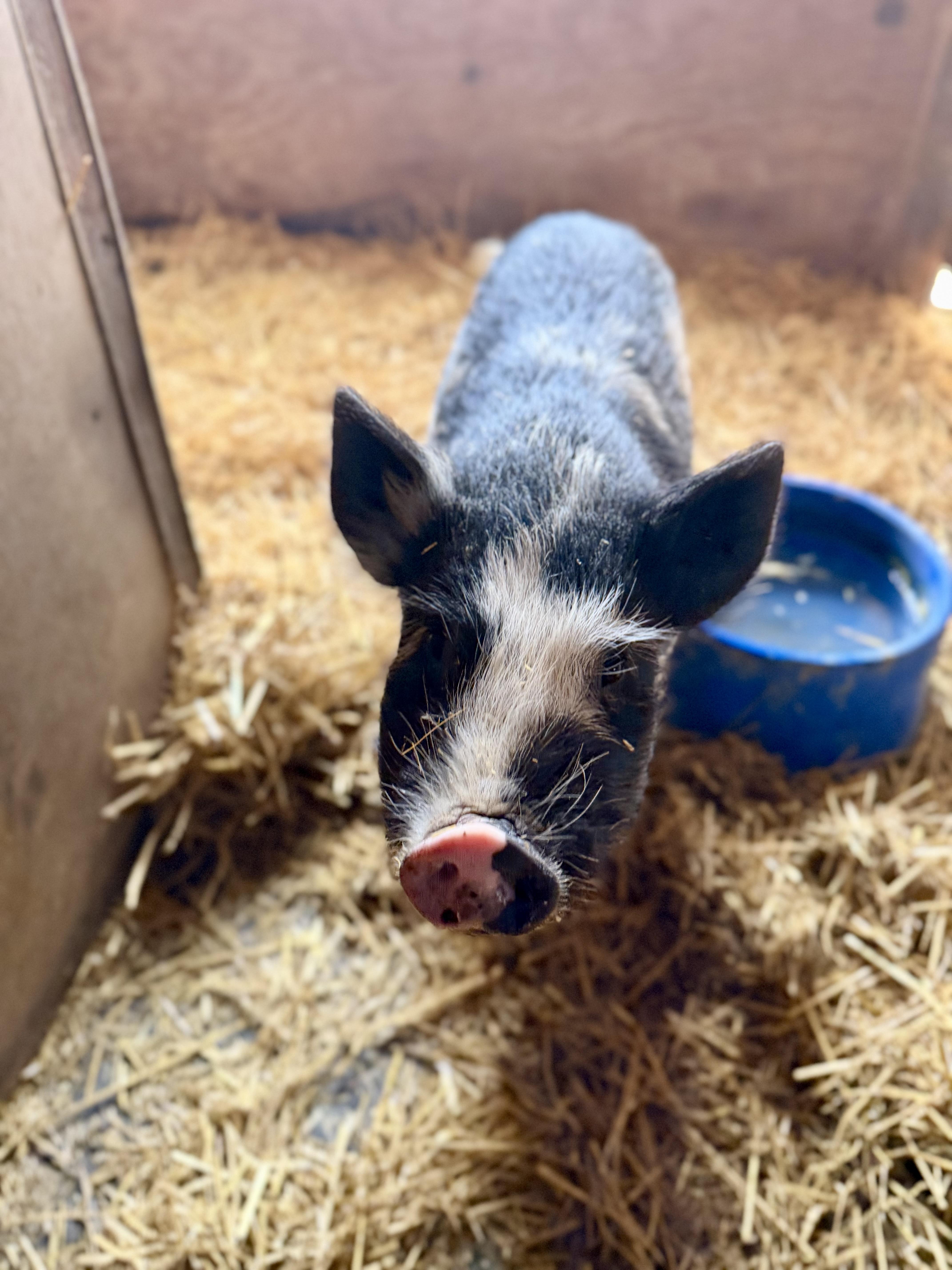 Enlarge Feta, a ADOPTABLE mixed breed in Ravenna, OH image 2/3