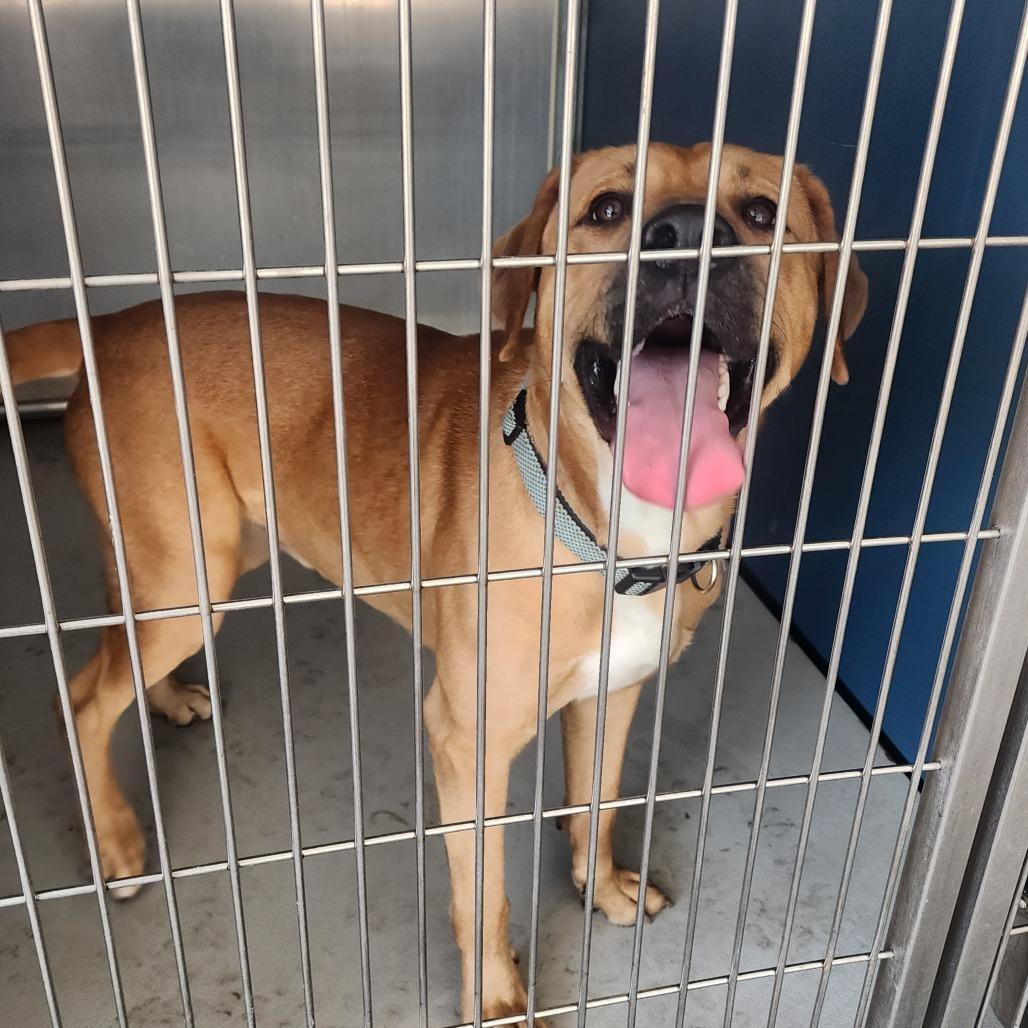 Steven, a Adoptable mixed breed in Greenville, SC image 1/6