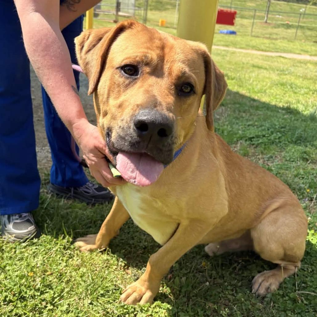 Steven, a Adoptable mixed breed in Greenville, SC image 3/6