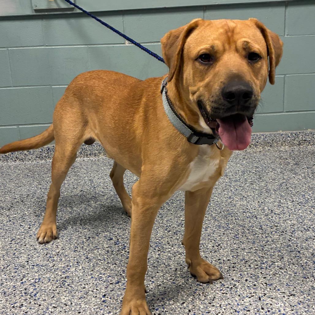 Steven, a Adoptable mixed breed in Greenville, SC image 4/6